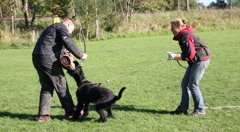 Riesenschnauzer Faizah - Schutzdienst Training