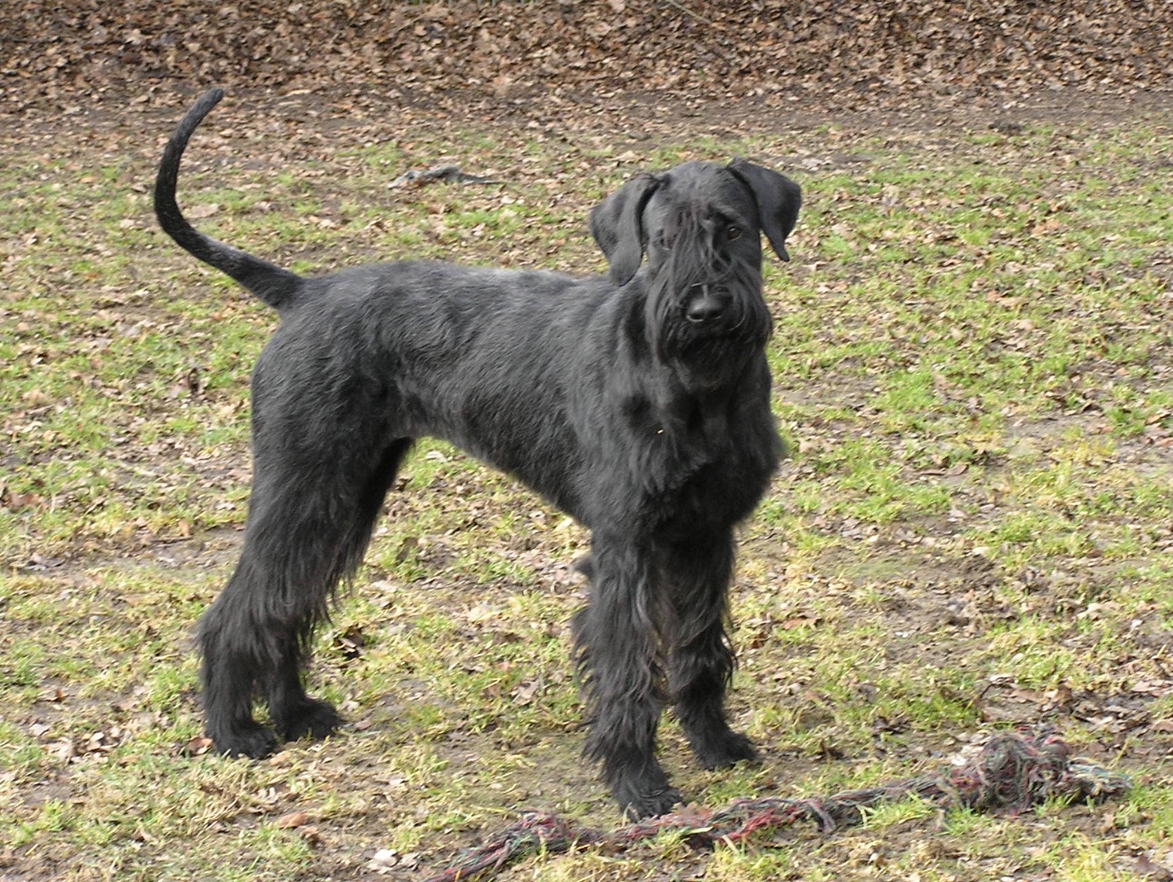 Riesenschnauzer Faizah vom Schwedenspeicher