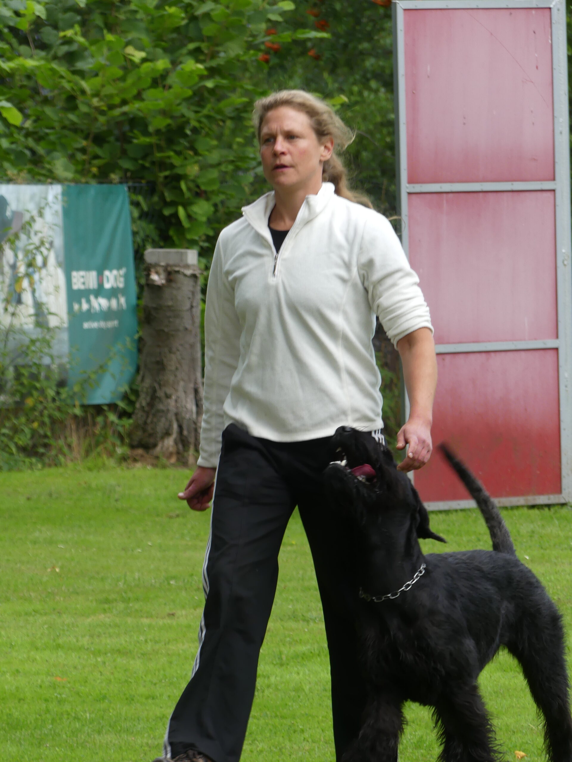 Riesenschnauzer Faizah vom Schwedenspeicher PSK-Länderpokal