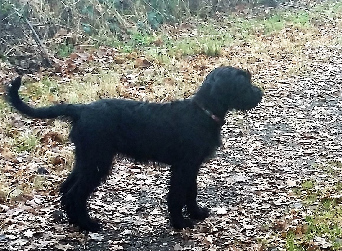 Groodi Riesenschnauzer Welpe
