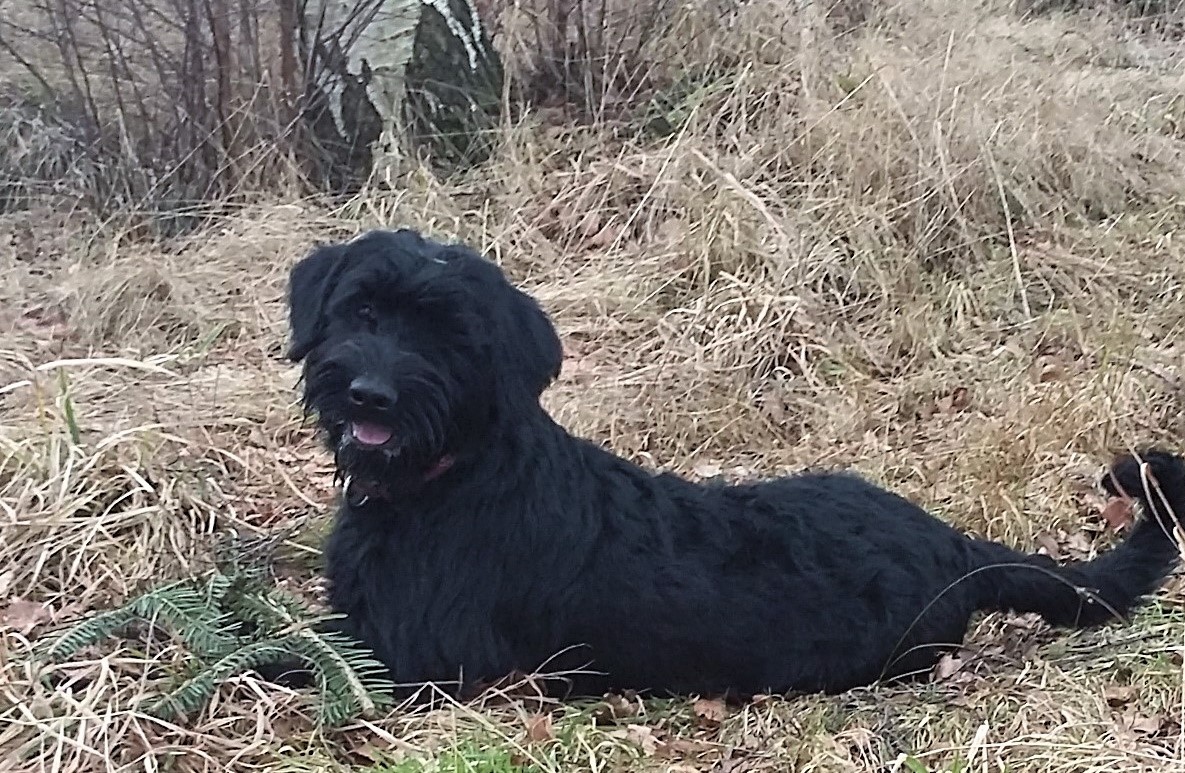 Groodi Riesenschnauzer Welpe