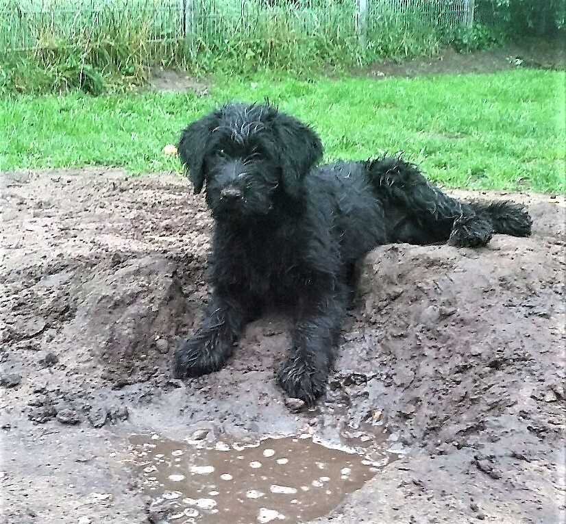 Riesenschnauzer Welpe schwarz Hanuta