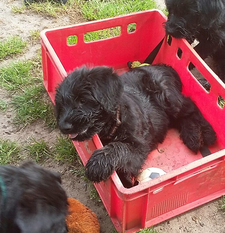 Riesenschnauzer Welpe schwarz Hanuta