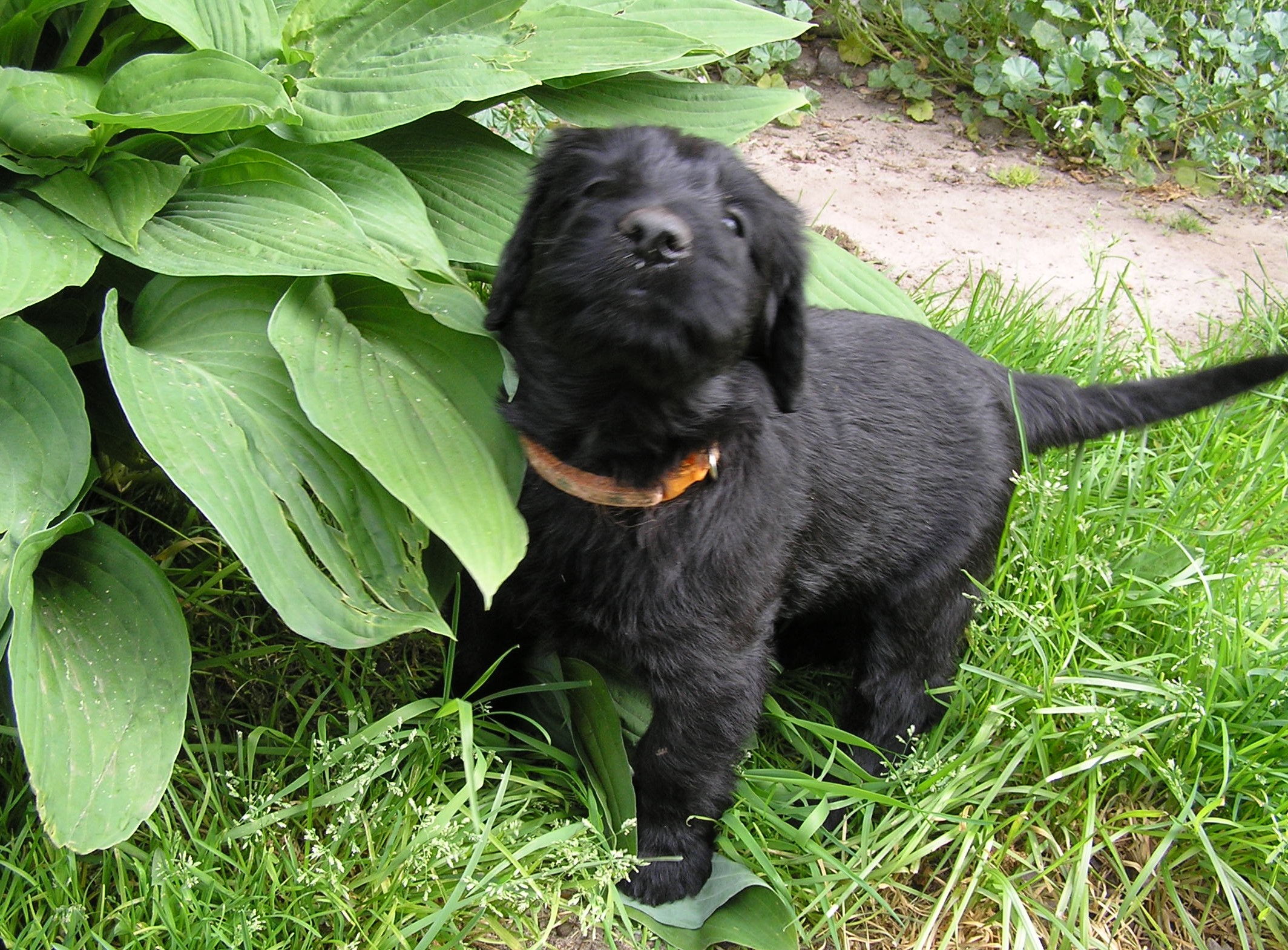 Riesenschnauzer Welpe schwarz Hanuta