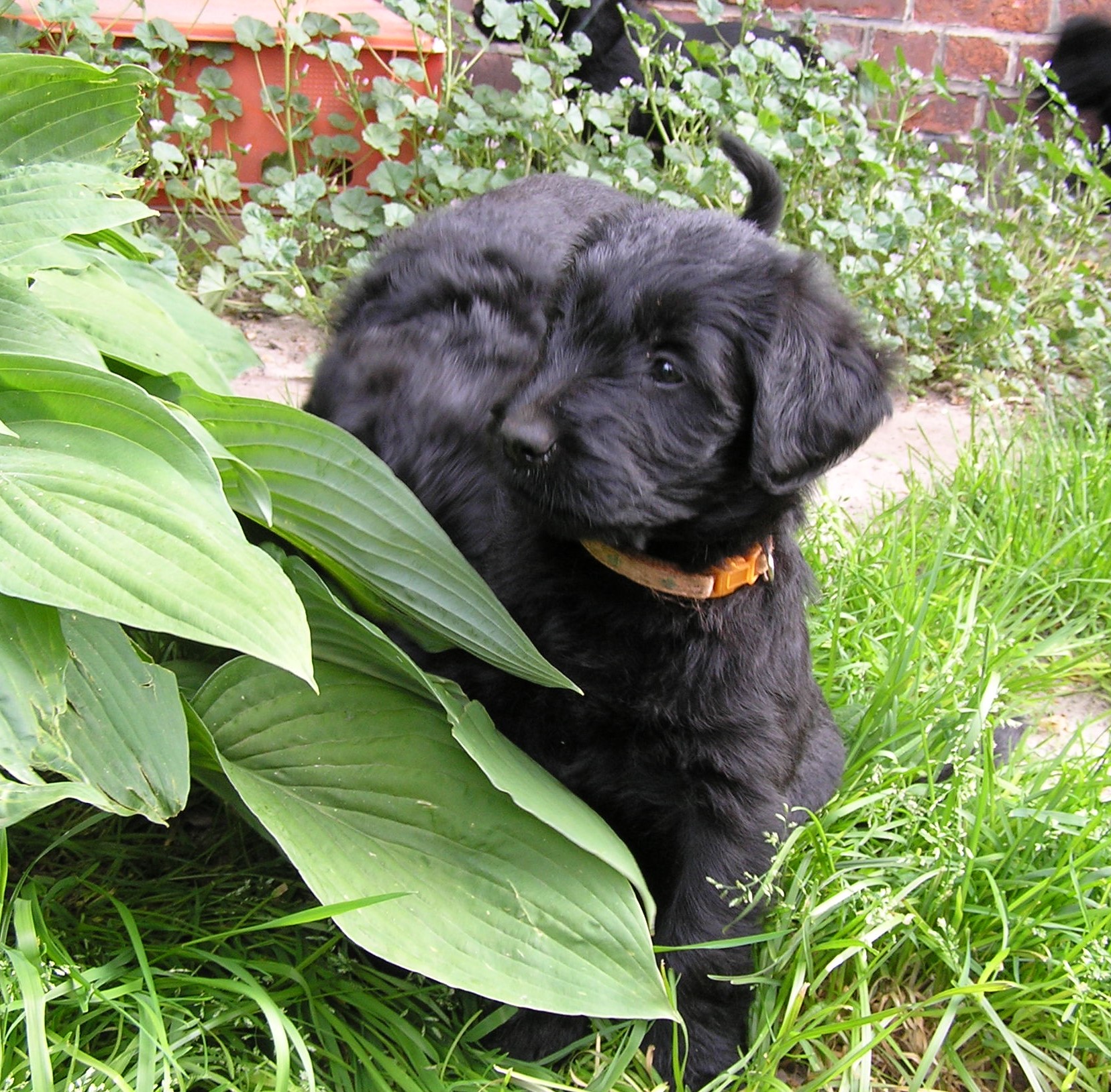 Riesenschnauzer Welpe schwarz Hanuta