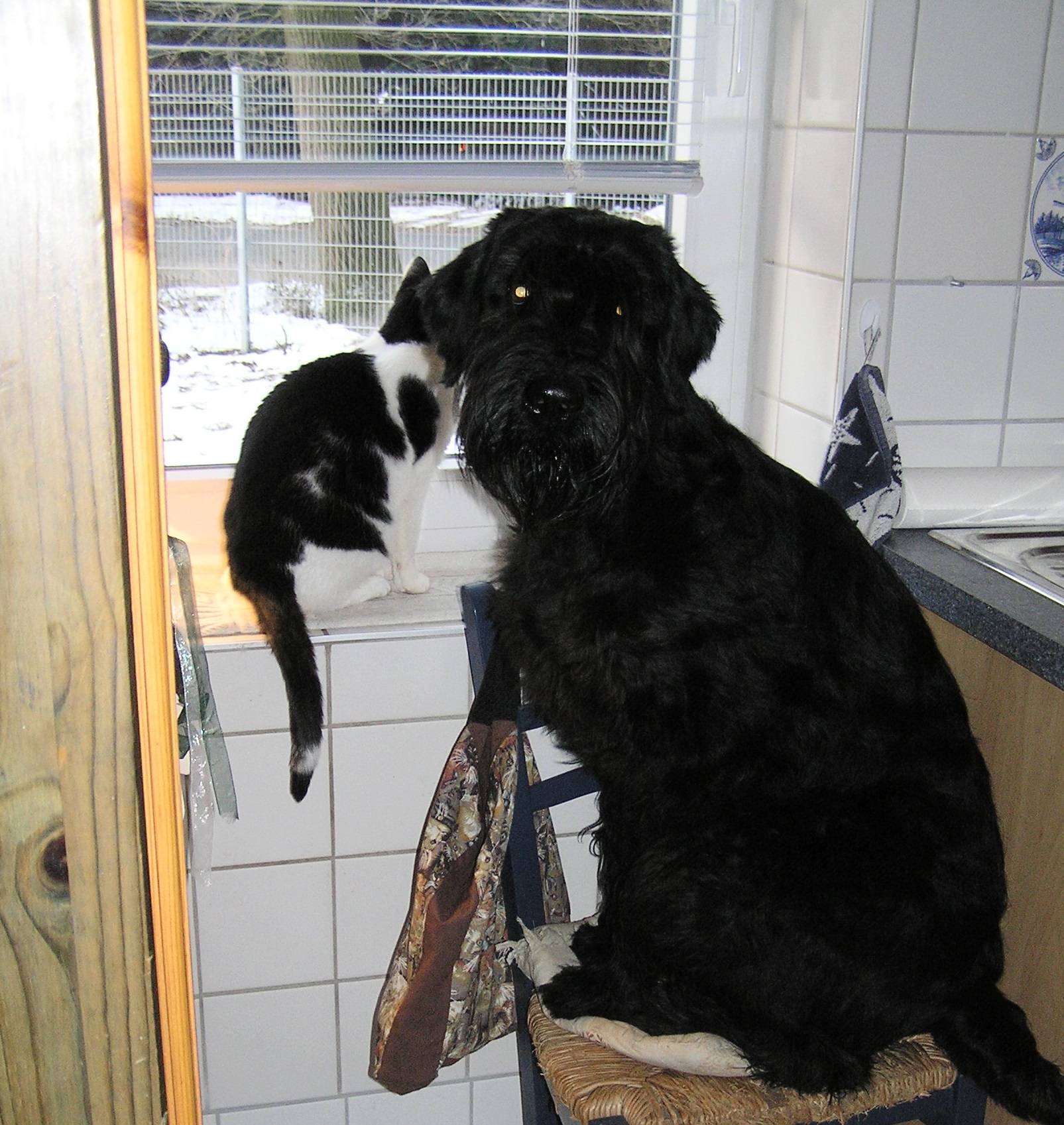 Riesenschnauzer Hutschel am Fenster mit Katze 3
