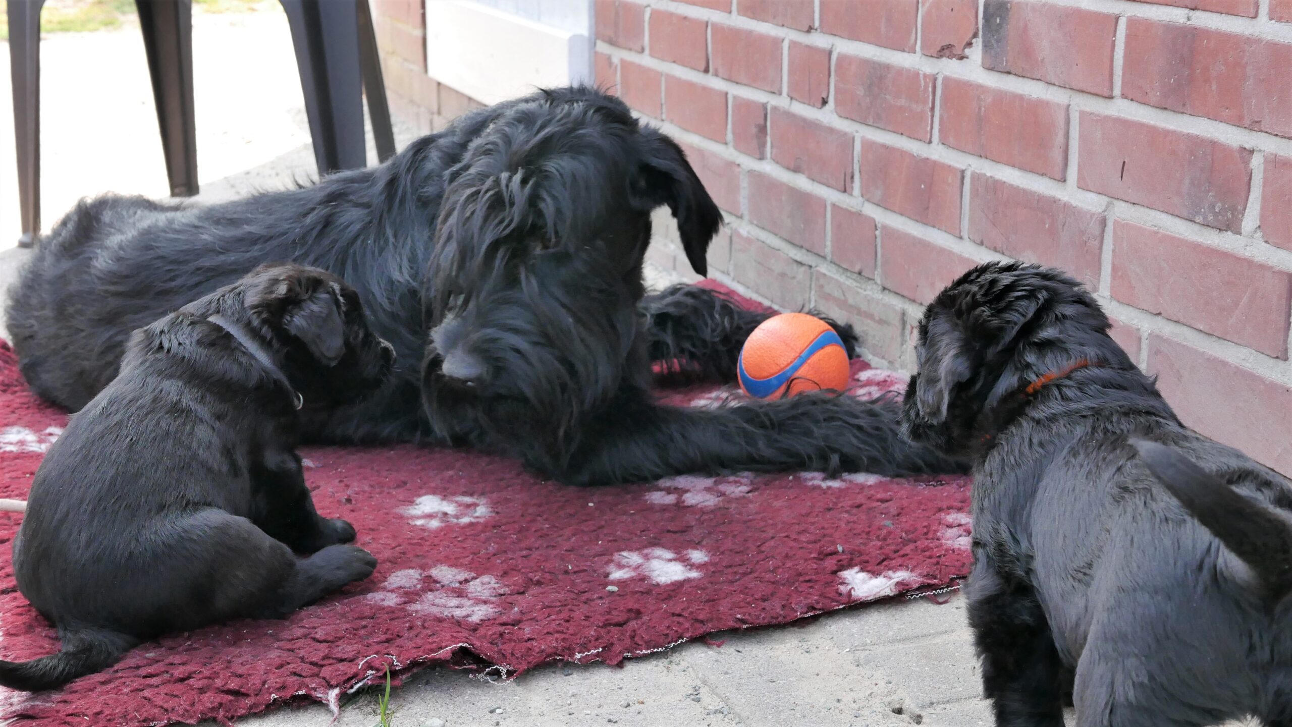 K Welpen Riesenschnauzer 4 Wochen 03