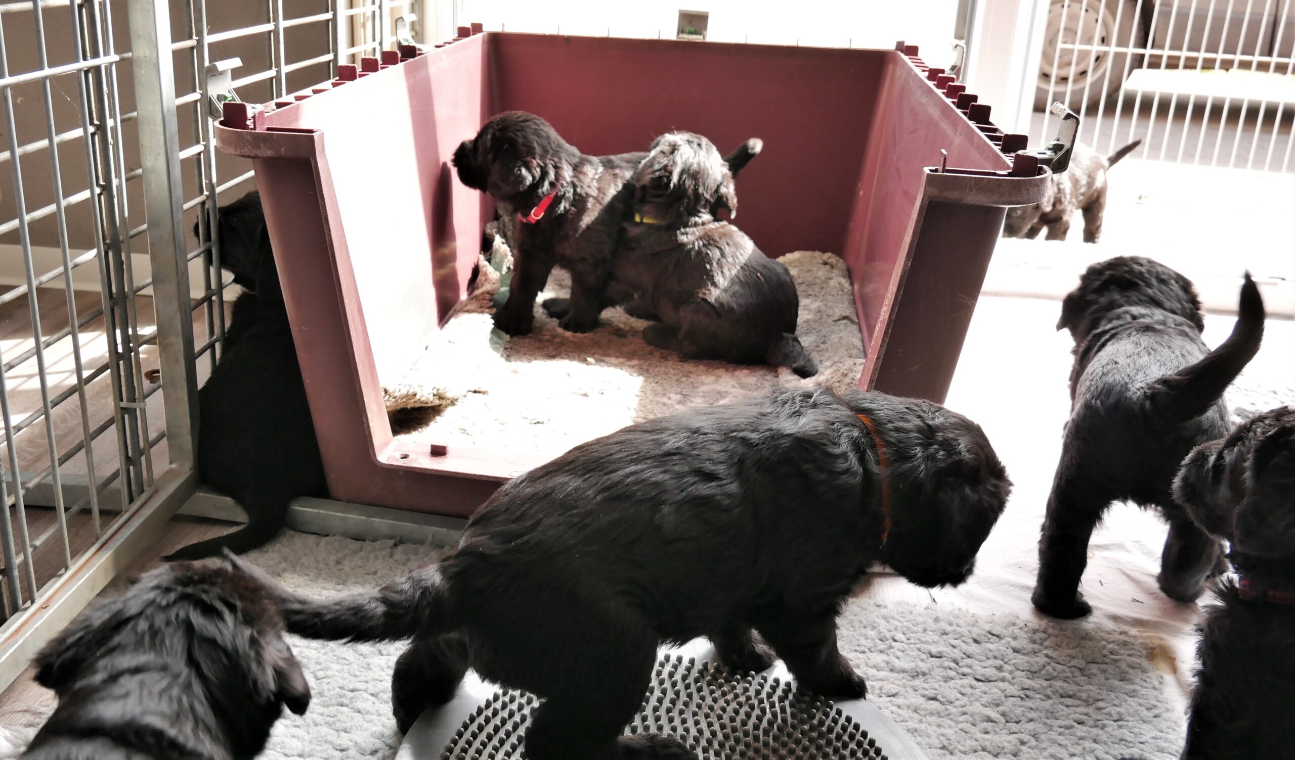 K Welpen Riesenschnauzer 5.Woche 14 04 2020 20