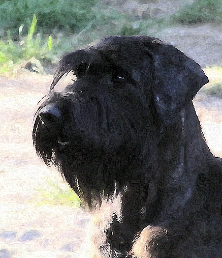 Riesenschnauzer Kopf in oel