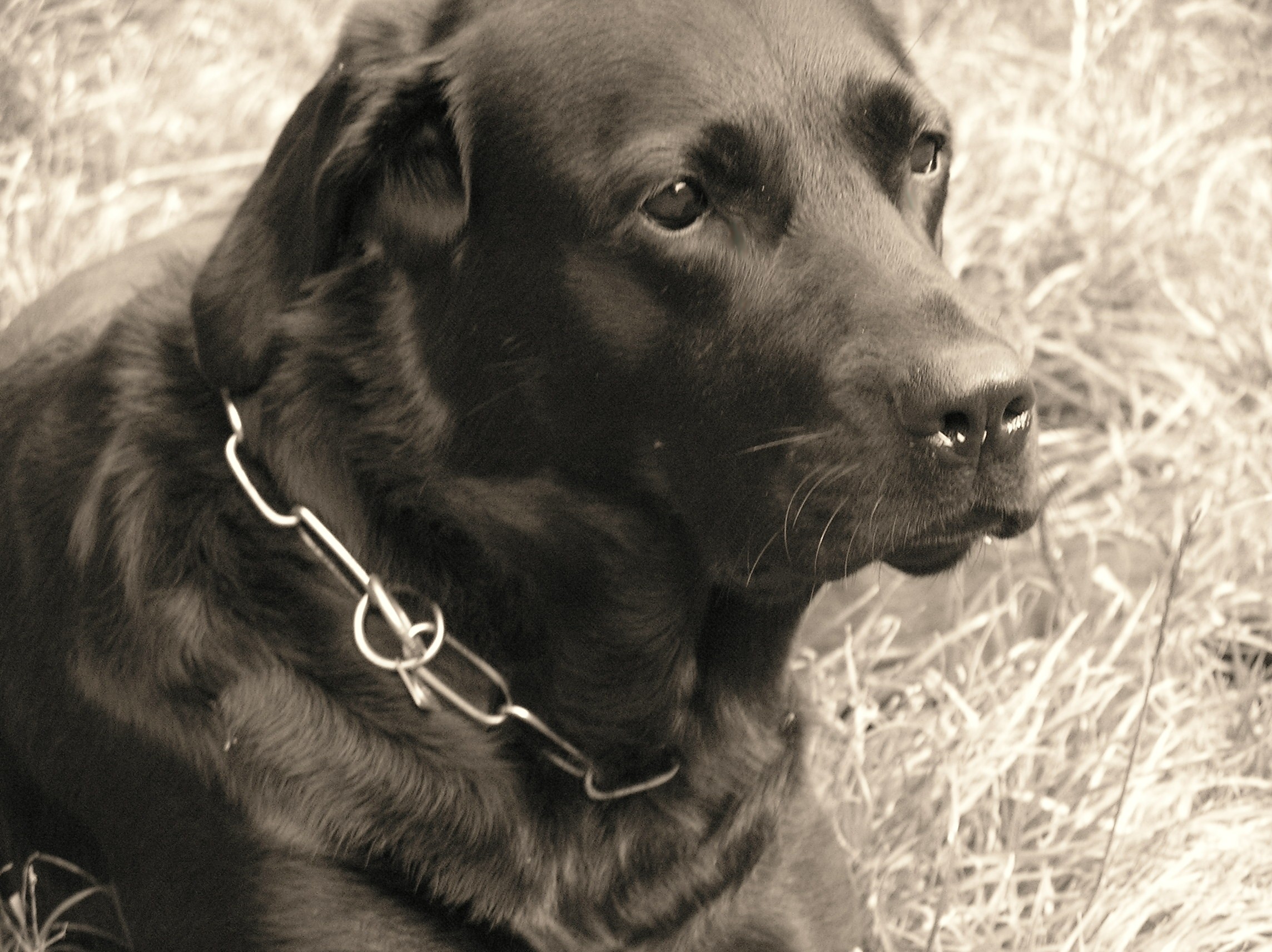 Maggy
