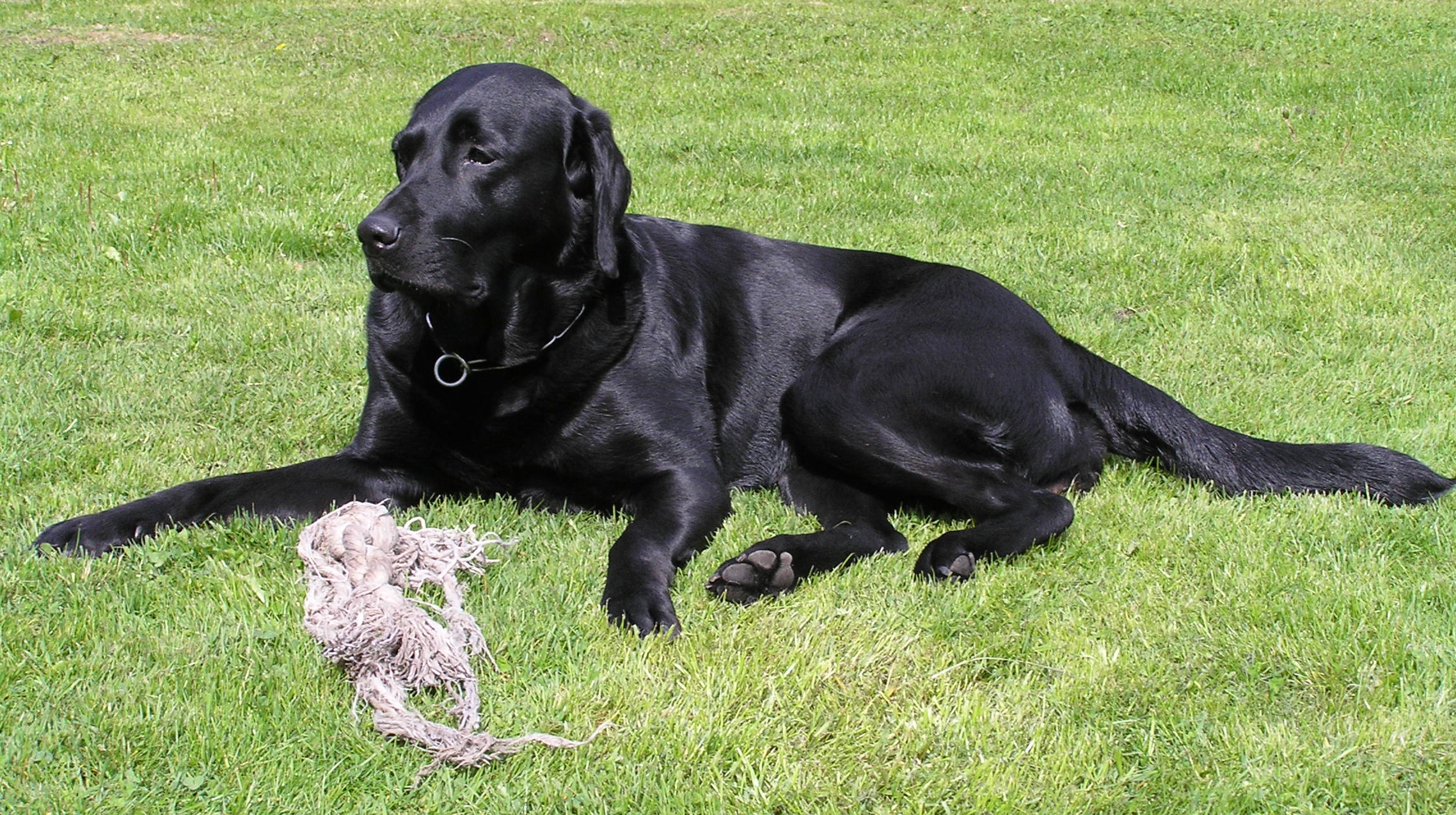 Labrador Maggy