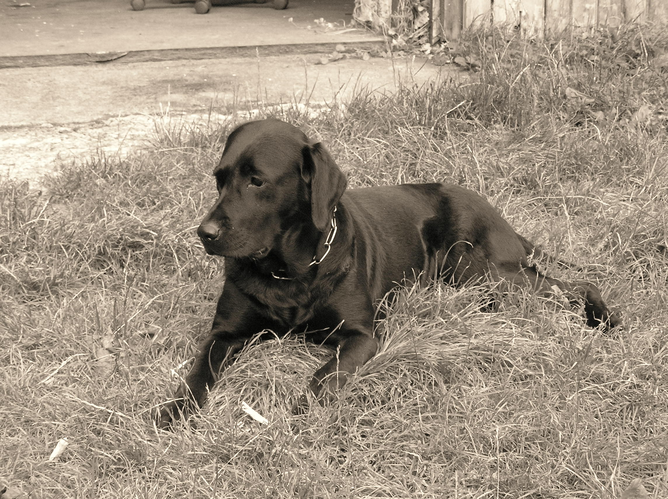 Maggy3