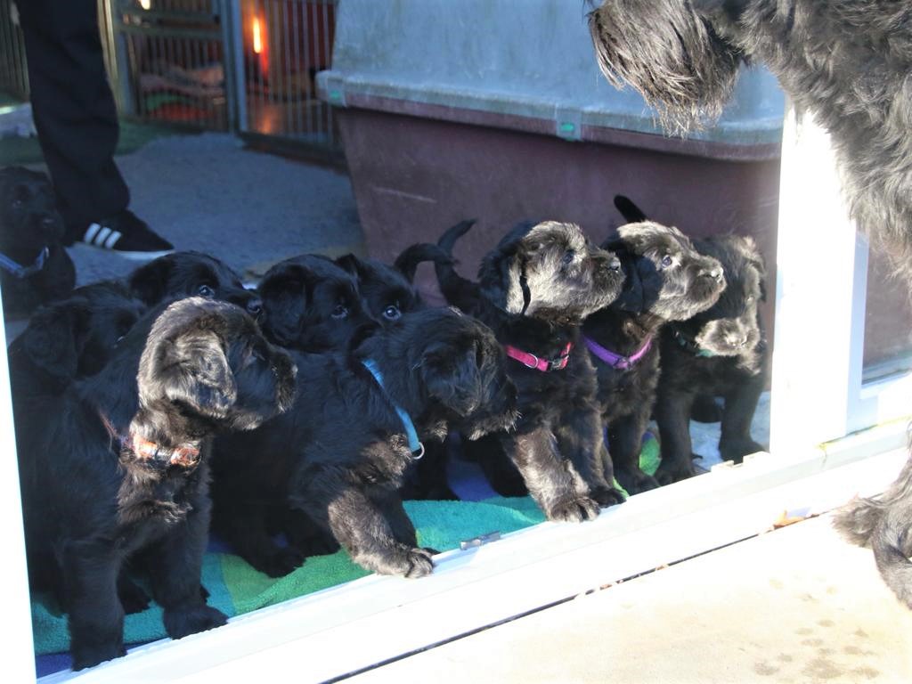 N Riesenschnauzerzucht 5.Woche 09