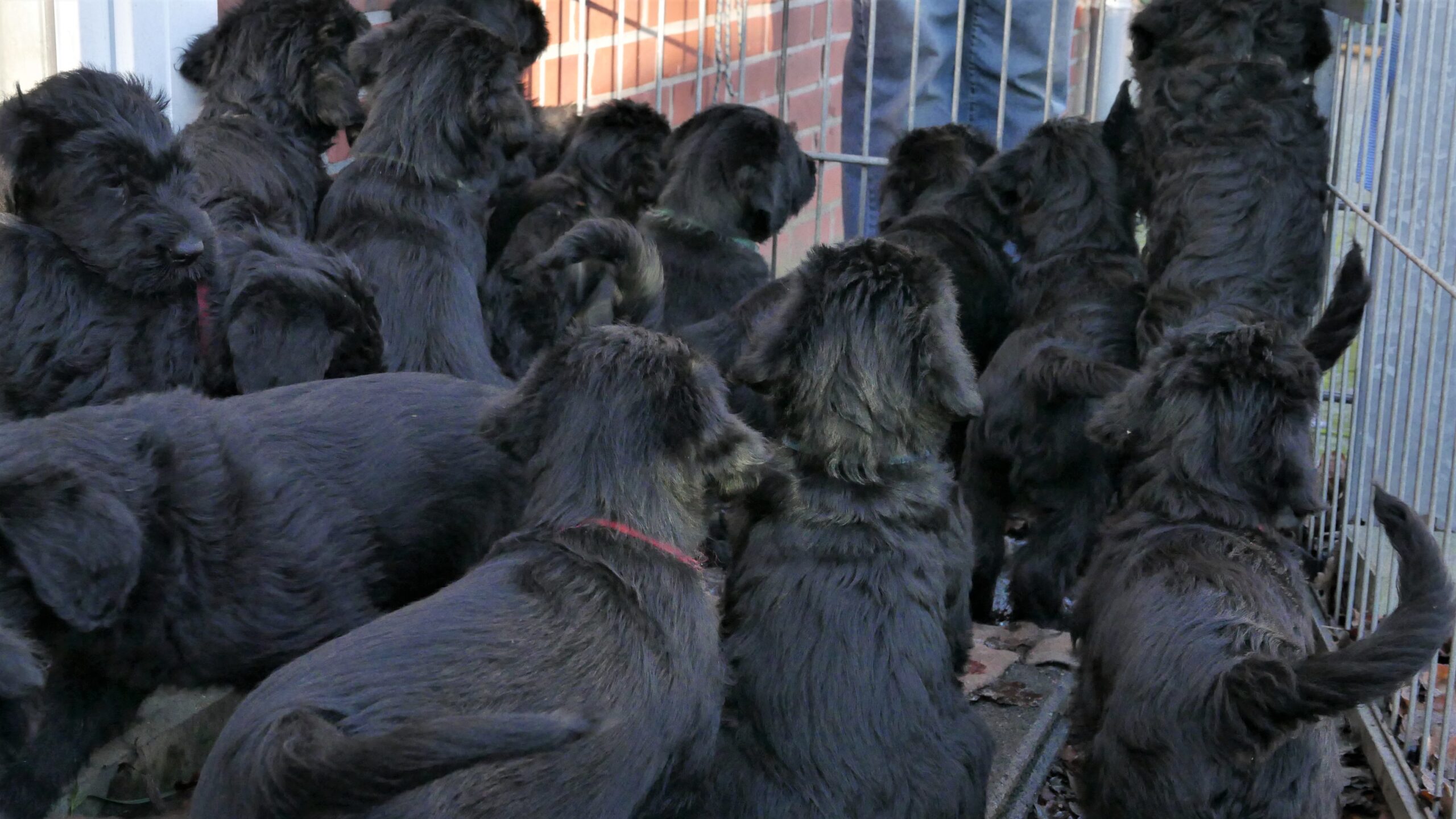 NO Welpen Riesenschnauzer 05