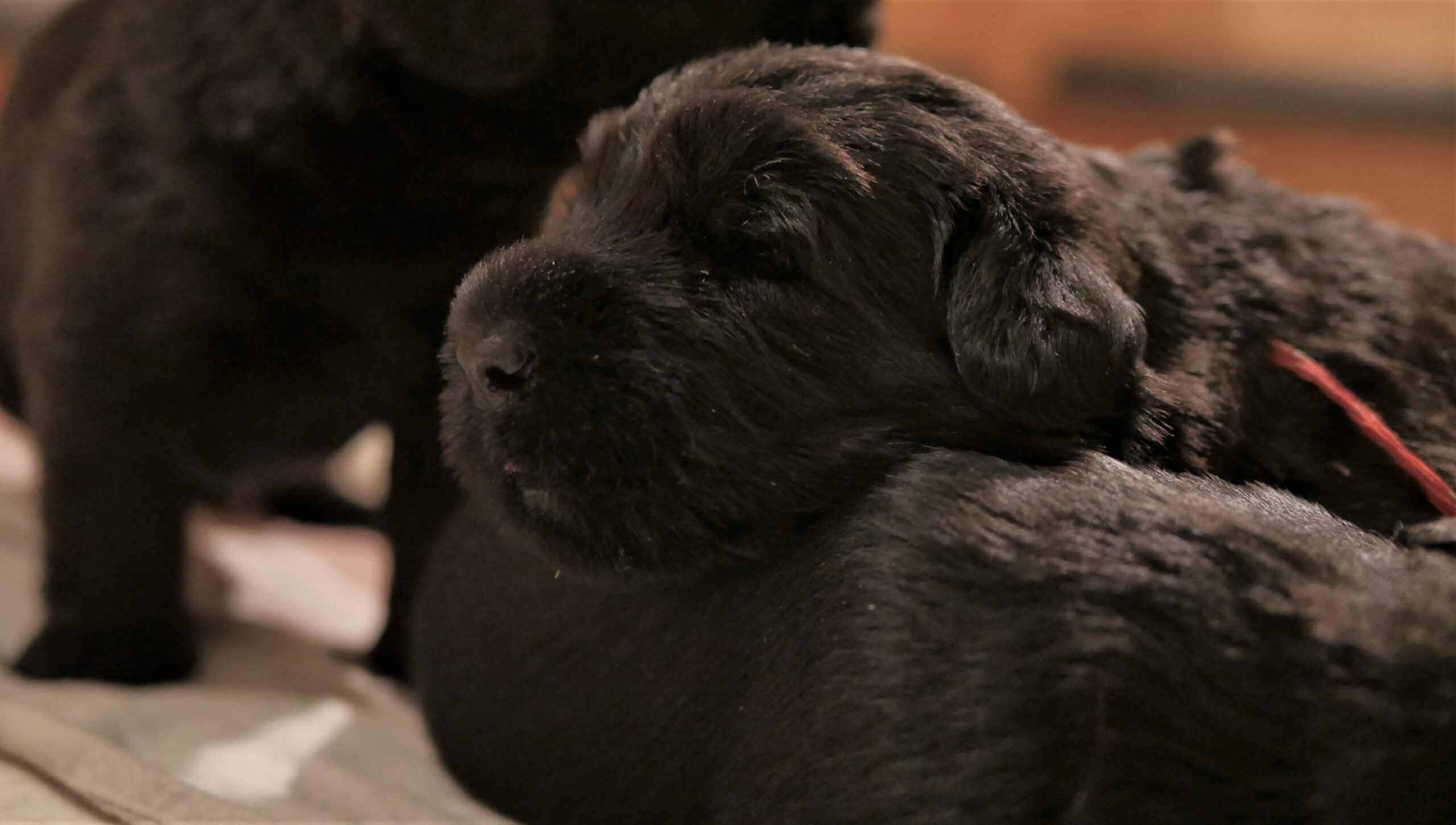 O Riesenschnauzer Welpen 3.Woche 12