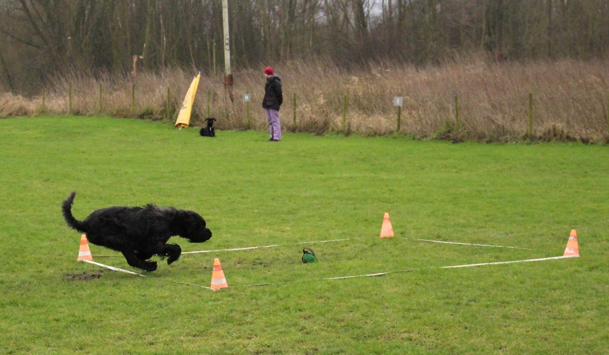 Obedience Training 18 01 27 Riesenschnauzer schwarz Faizah 2