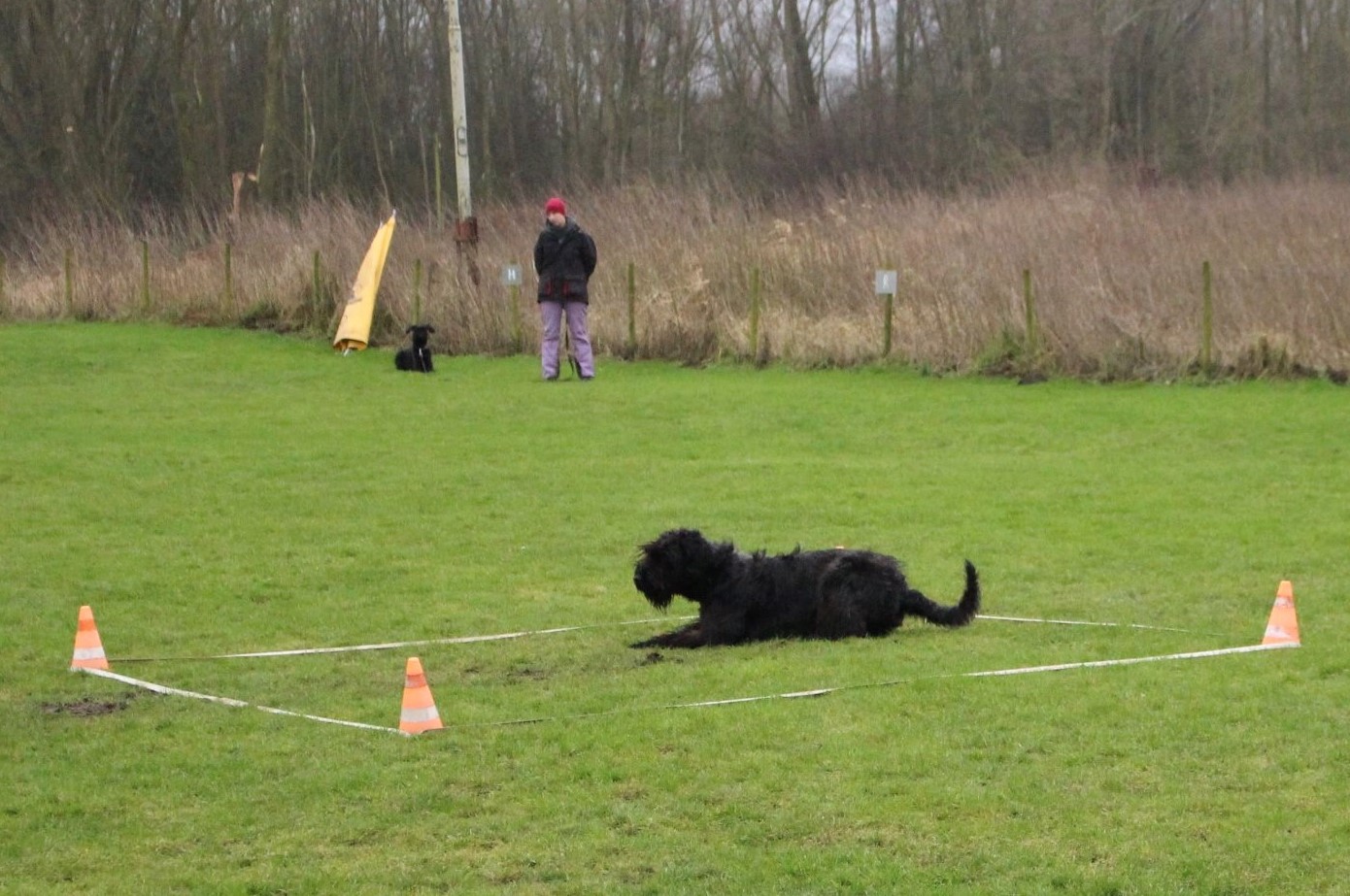 Obedience Training 18 01 27 Riesenschnauzer schwarz Faizah 4