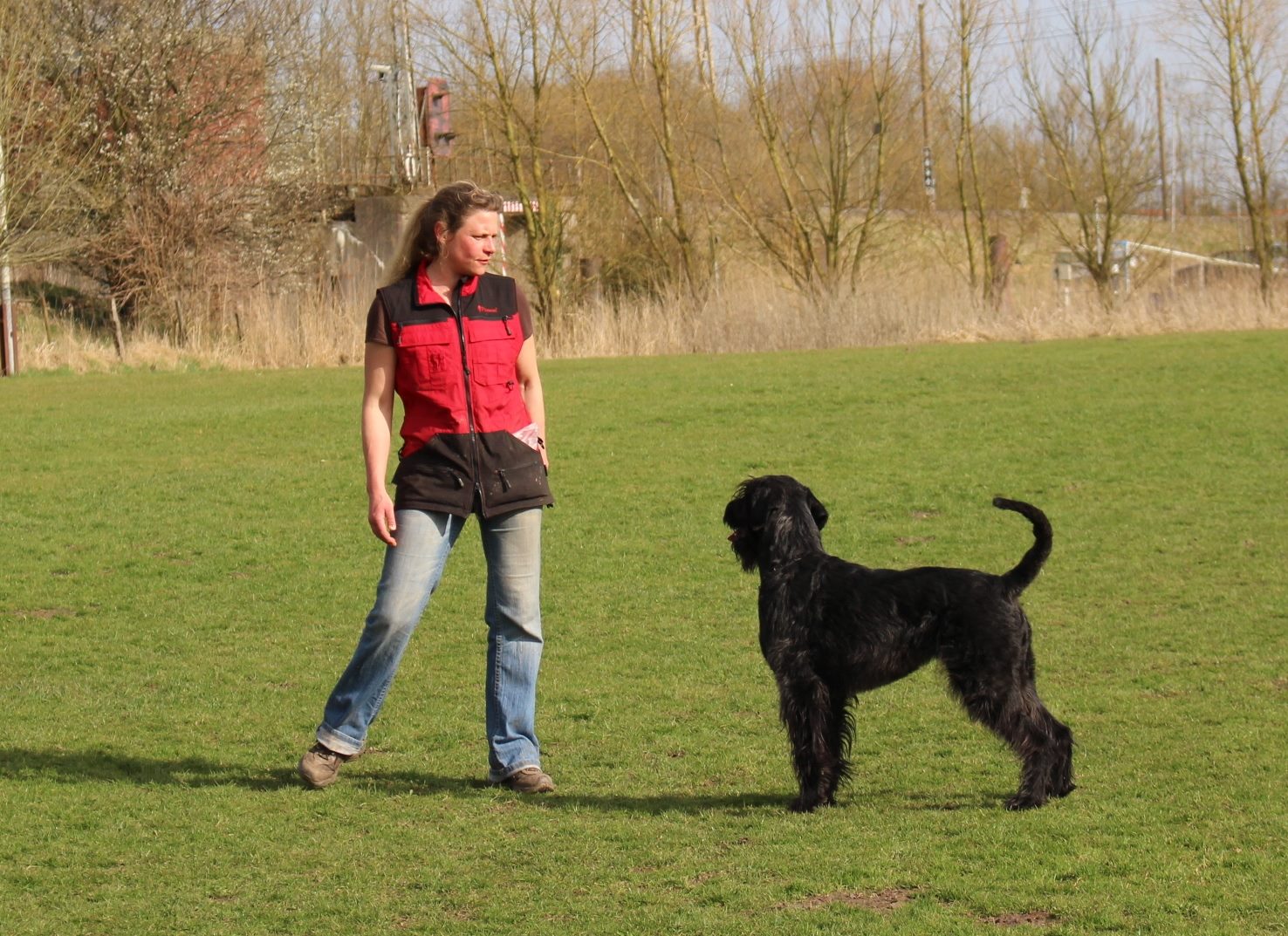 Obedience Training 18 04 08 Riesenschnauzer schwarz Faizah 1