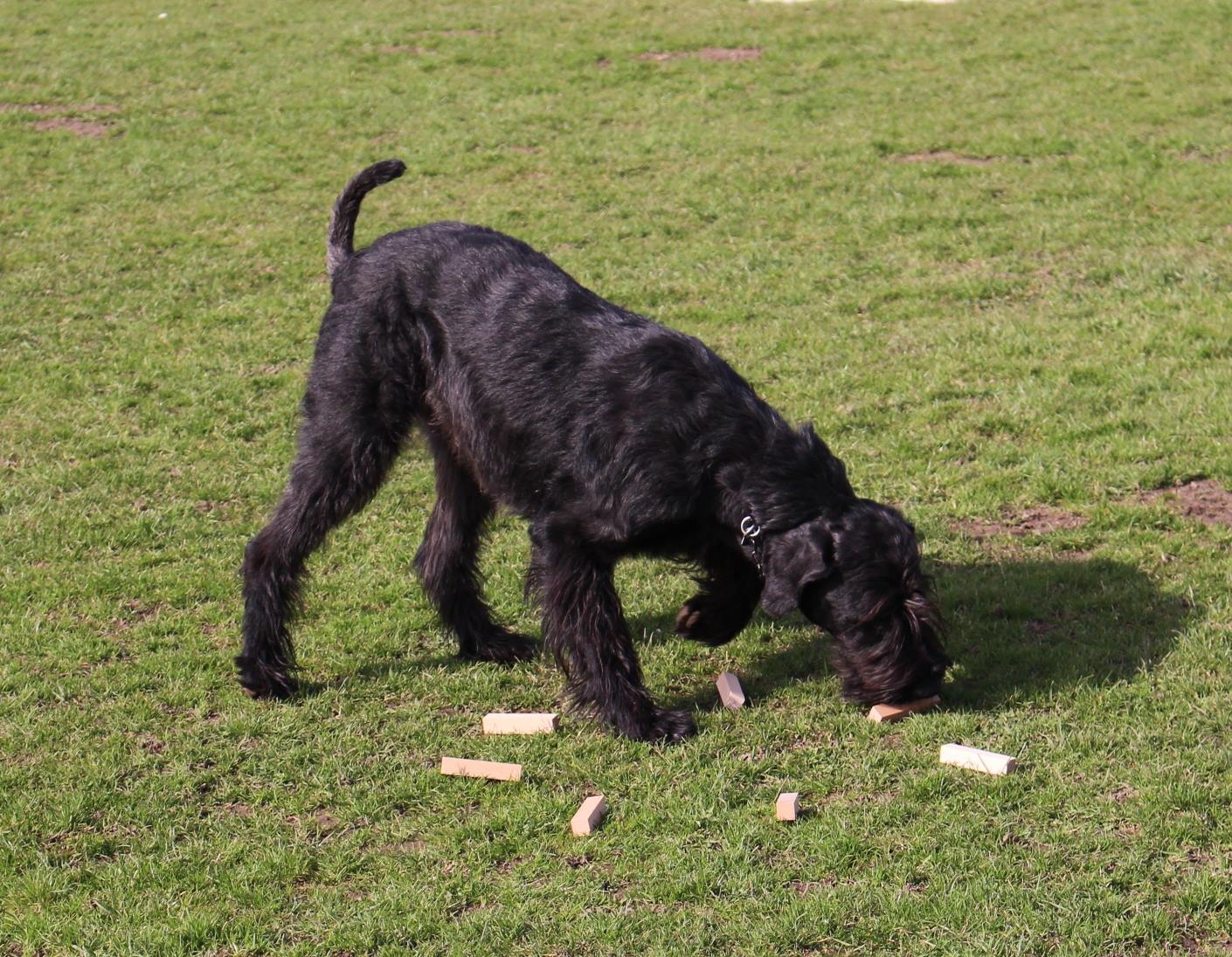 Obedience Training 18 04 08 Riesenschnauzer schwarz Faizah 3