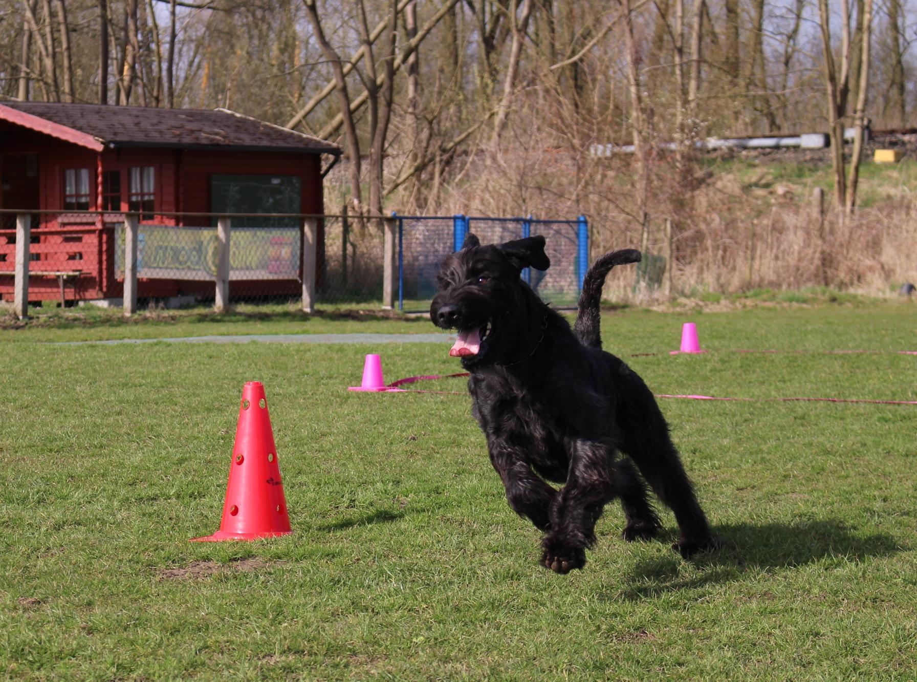 Obedience Training 18 04 08 Riesenschnauzer schwarz Faizah 5