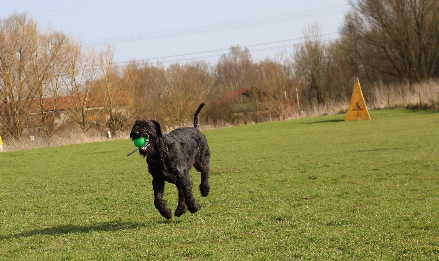 Obedience Training 18 04 08 Riesenschnauzer schwarz Faizah 6
