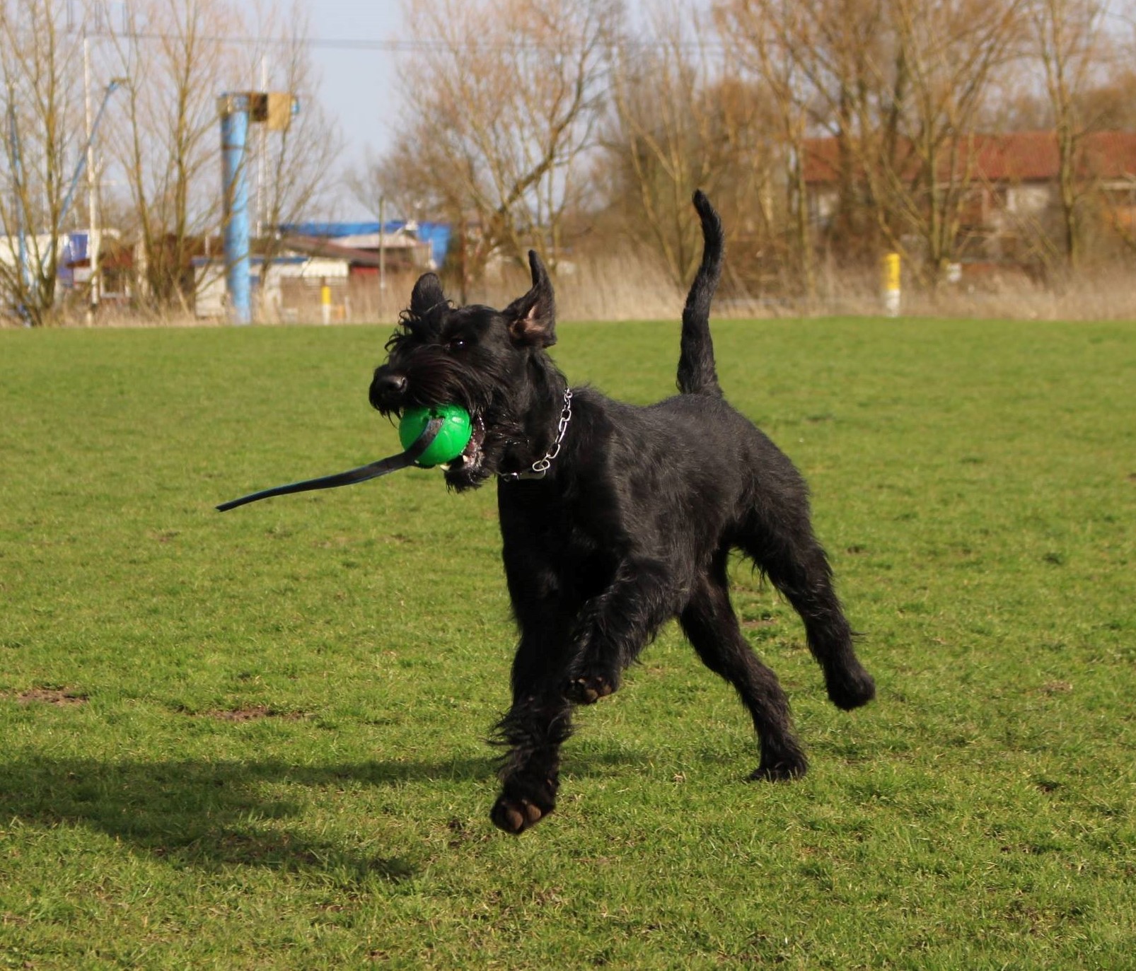 Obedience Training 18 04 08 Riesenschnauzer schwarz Groodi 010