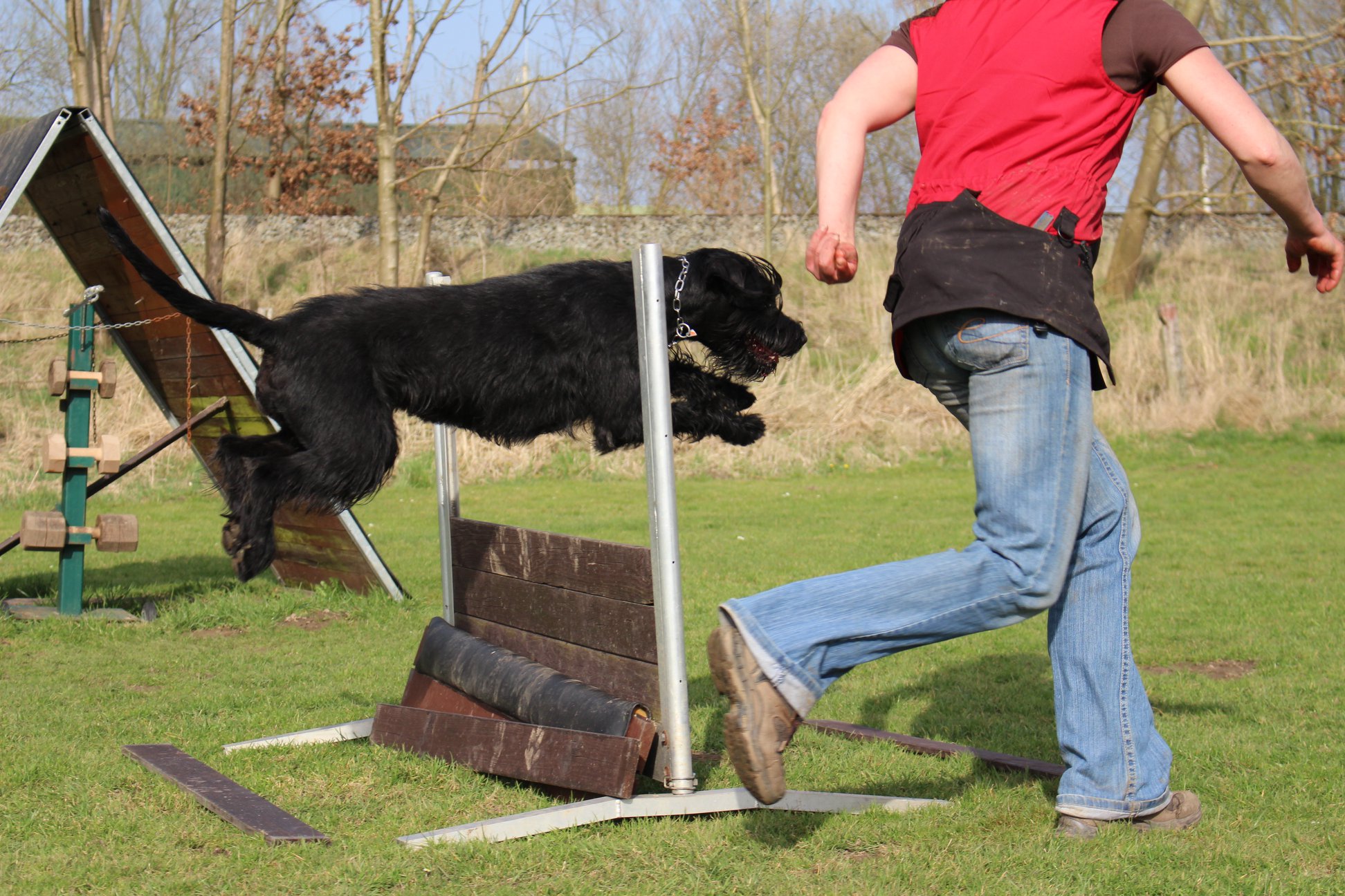 Obedience Training 18 04 08 Riesenschnauzer schwarz Groodi 011