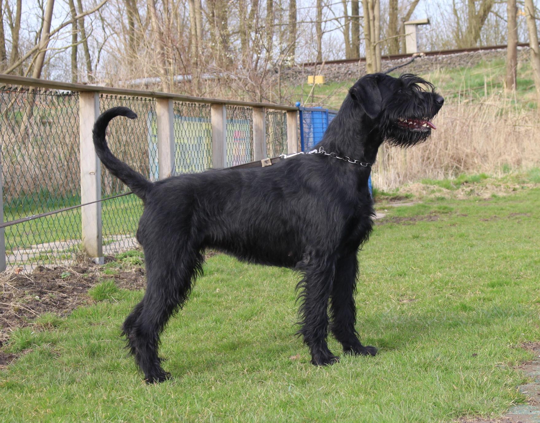 Obedience Training 18 04 08 Riesenschnauzer schwarz Groodi 012