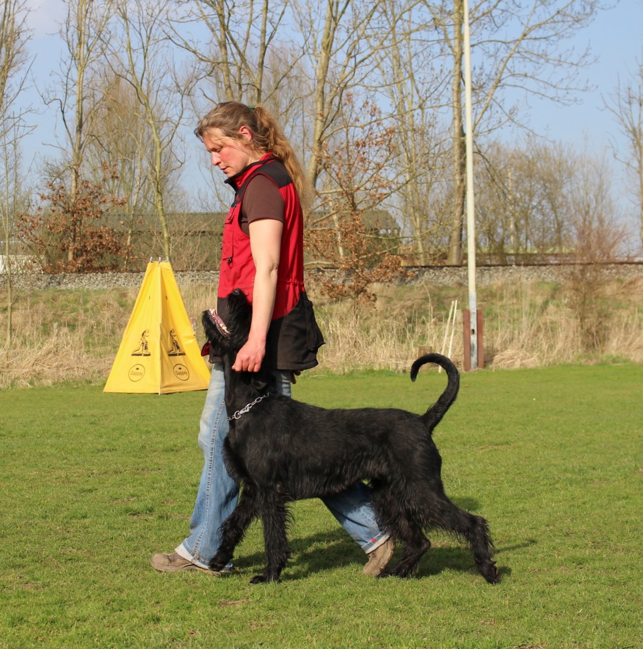 Obedience Training 18 04 08 Riesenschnauzer schwarz Groodi 2