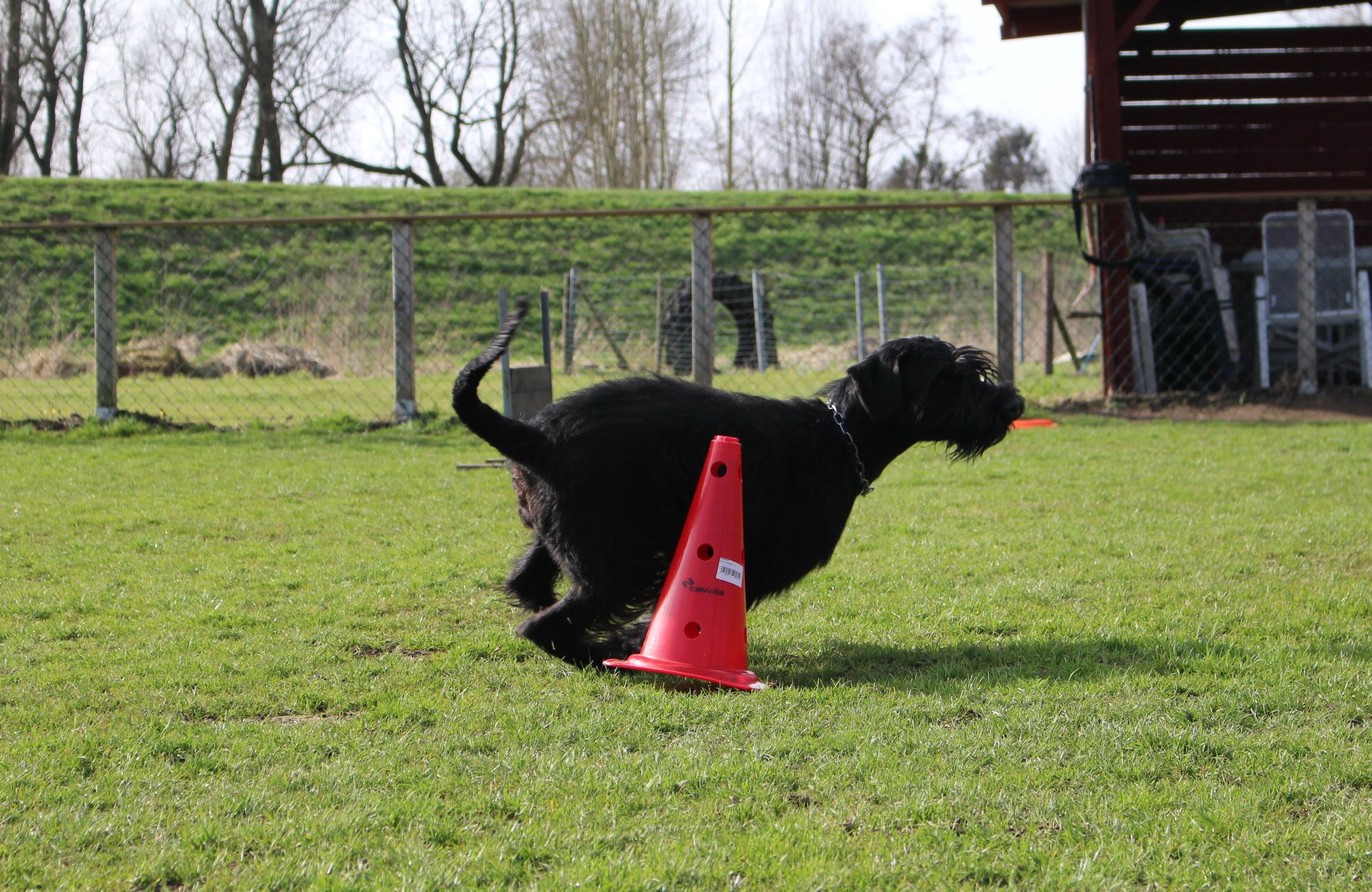 Obedience Training 18 04 08 Riesenschnauzer schwarz Groodi 7
