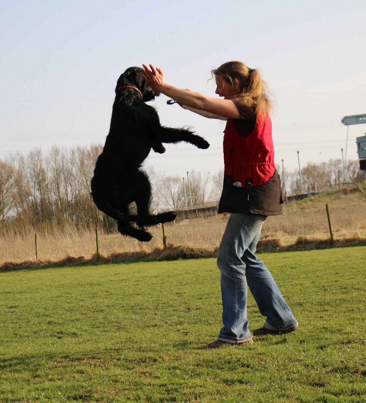 Obedience Training 18 04 08 Riesenschnauzer schwarz Hanuta 010