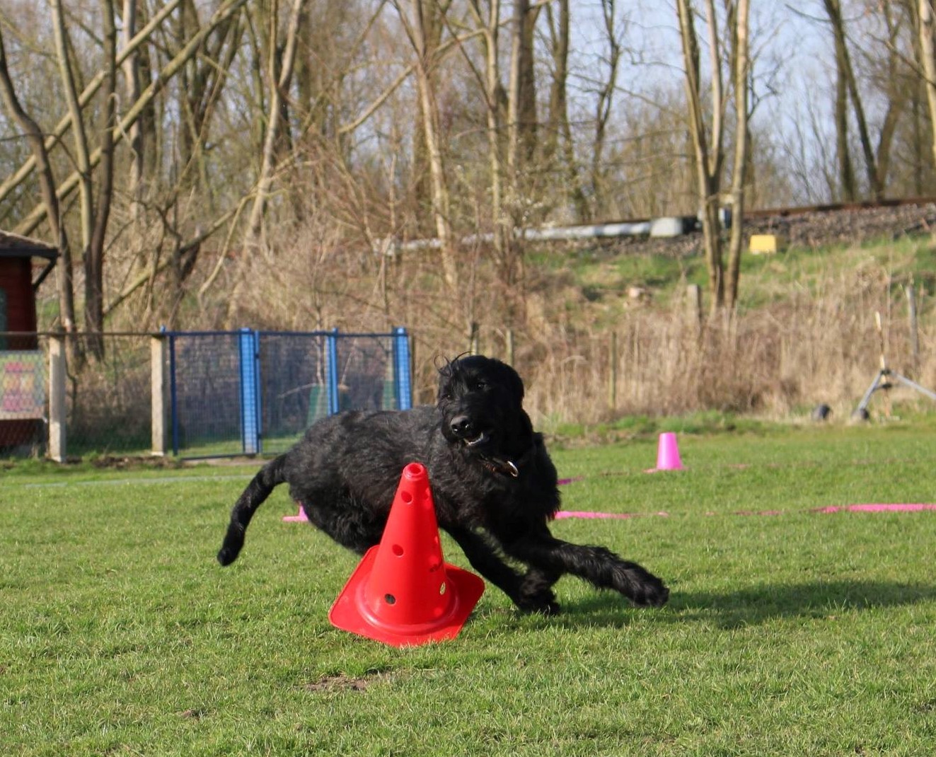 Obedience Training 18 04 08 Riesenschnauzer schwarz Hanuta 013