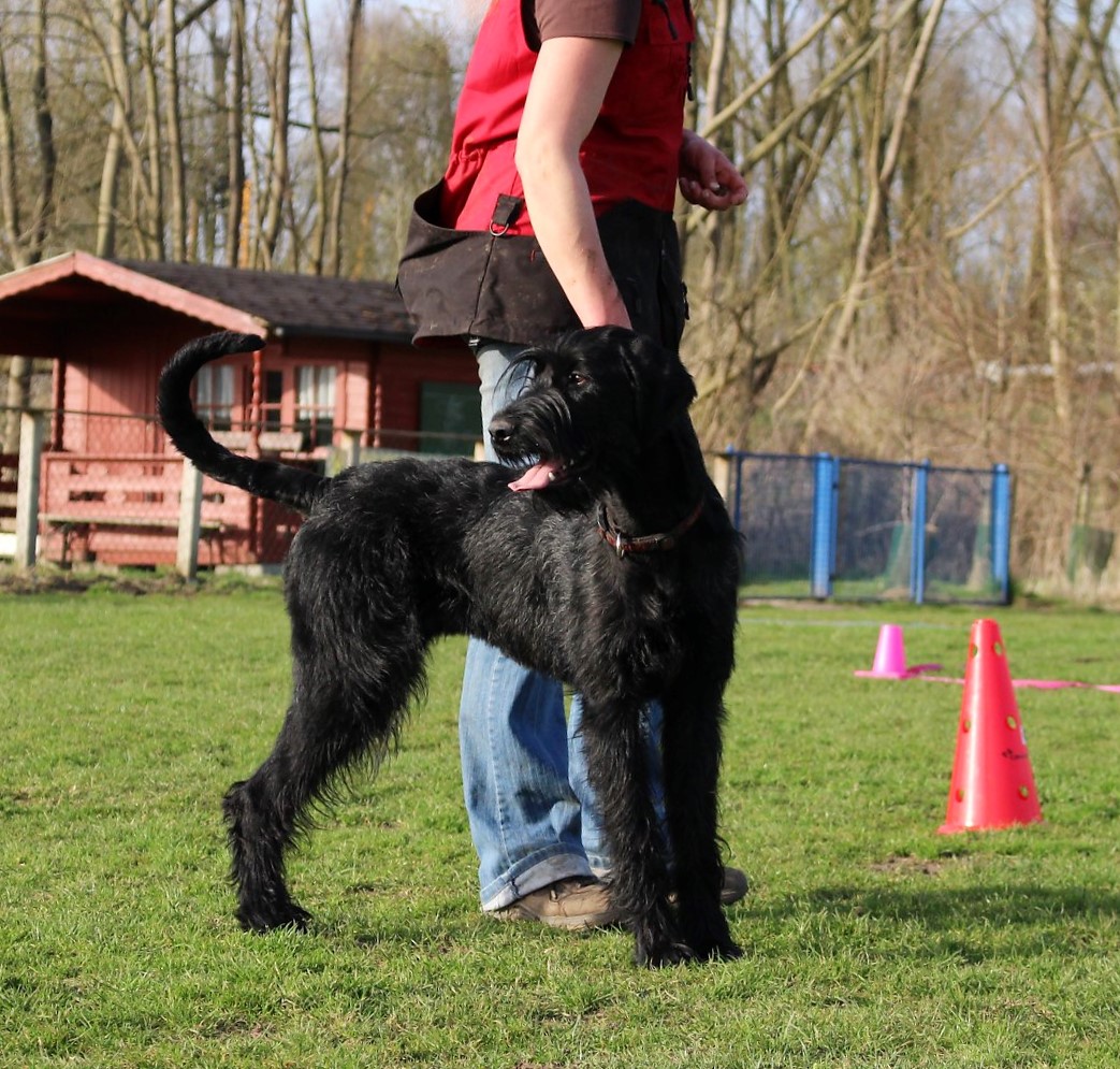 Obedience Training 18 04 08 Riesenschnauzer schwarz Hanuta 017.1