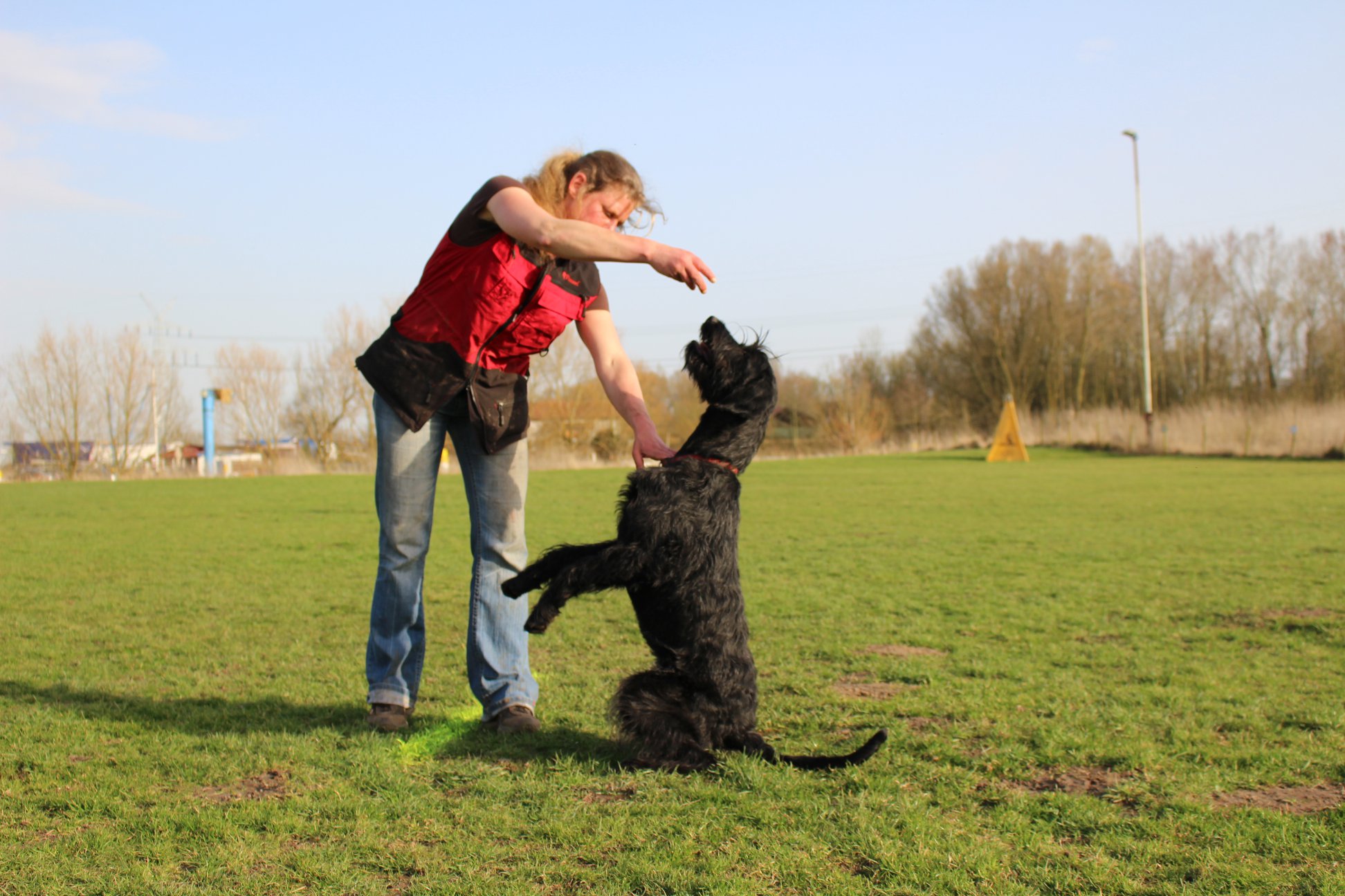 Obedience Training 18 04 08 Riesenschnauzer schwarz Hanuta 018