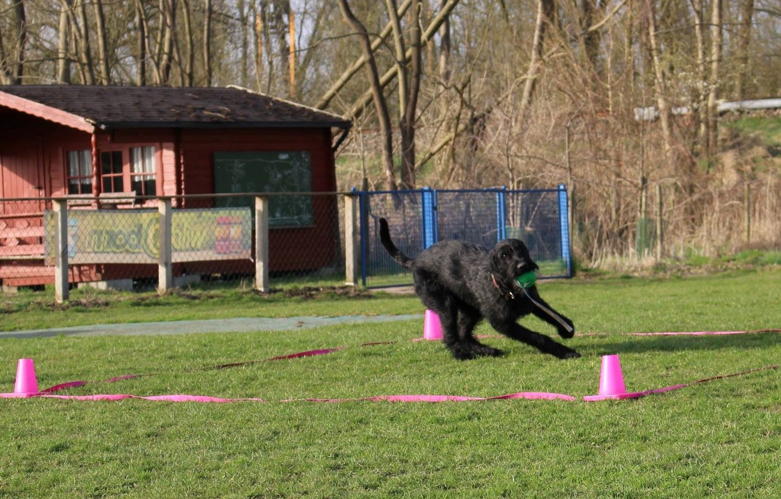 Obedience Training 18 04 08 Riesenschnauzer schwarz Hanuta 020