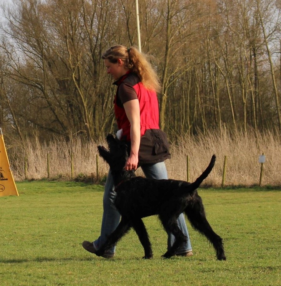 Obedience Training 18 04 08 Riesenschnauzer schwarz Hanuta 1