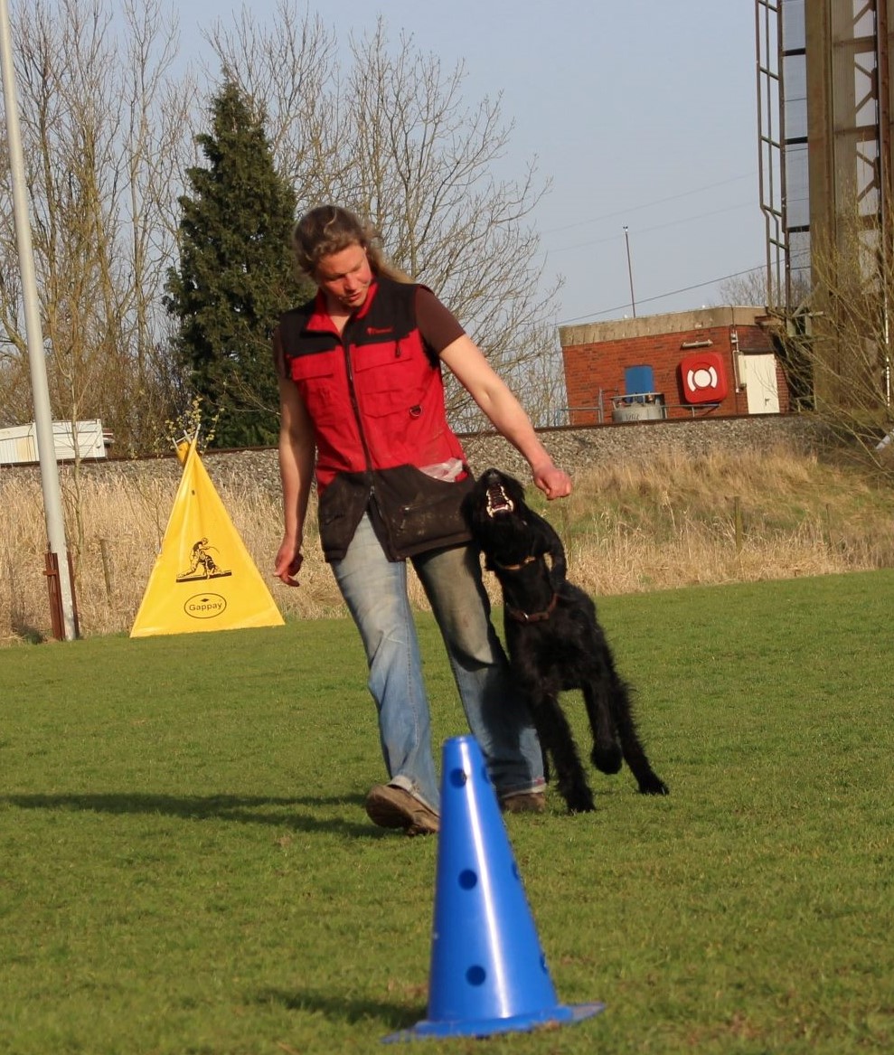 Obedience Training 18 04 08 Riesenschnauzer schwarz Hanuta 2.1