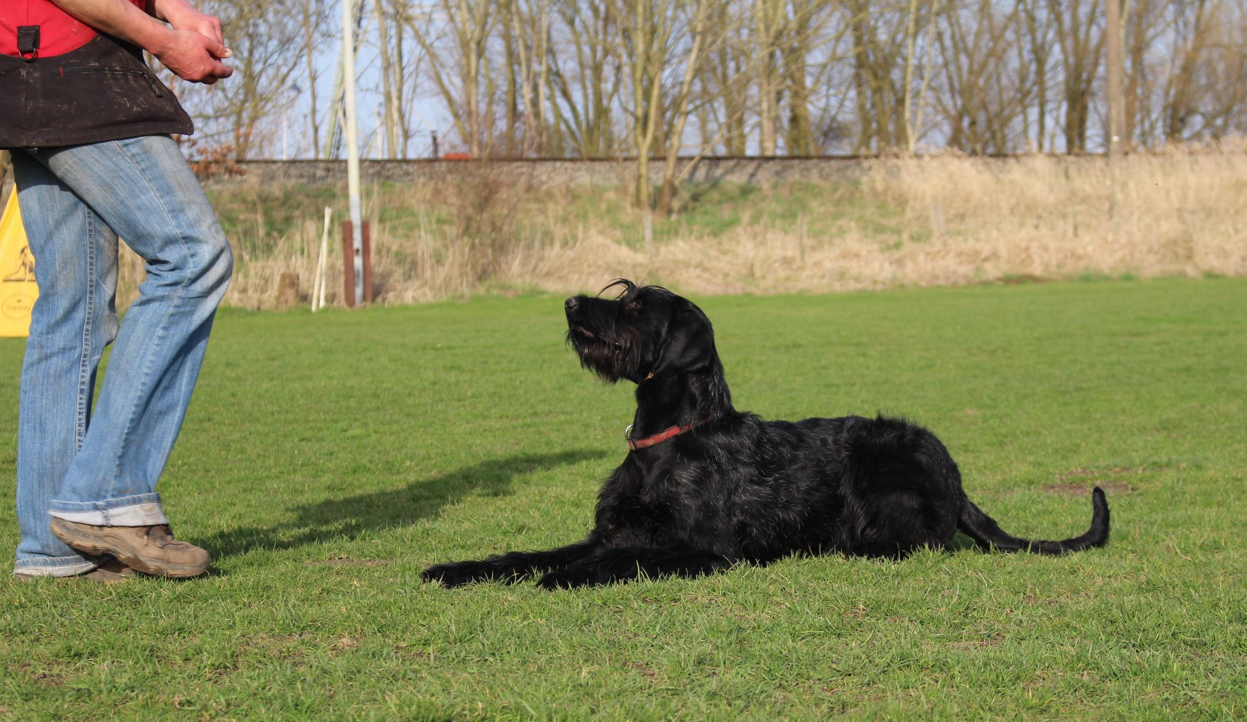Obedience Training 18 04 08 Riesenschnauzer schwarz Hanuta 6