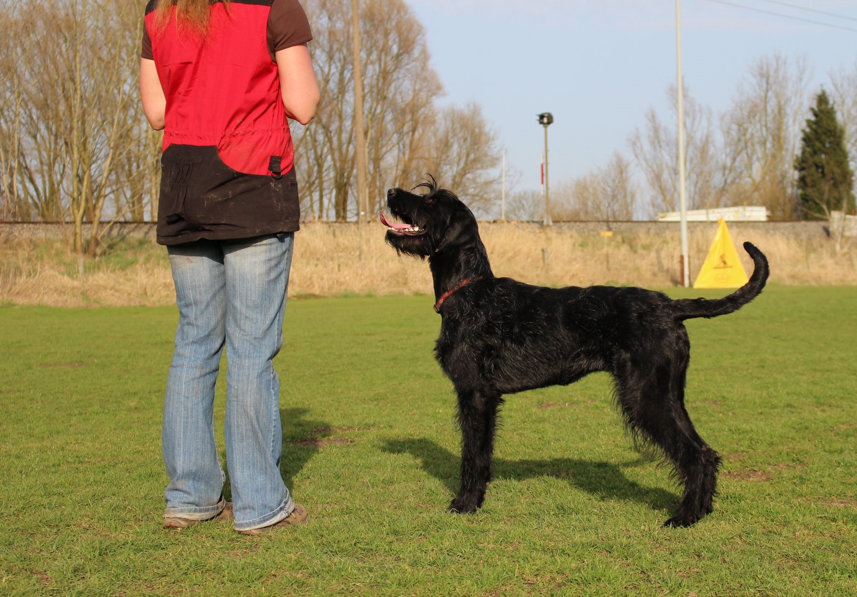Obedience Training 18 04 08 Riesenschnauzer schwarz Hanuta 7