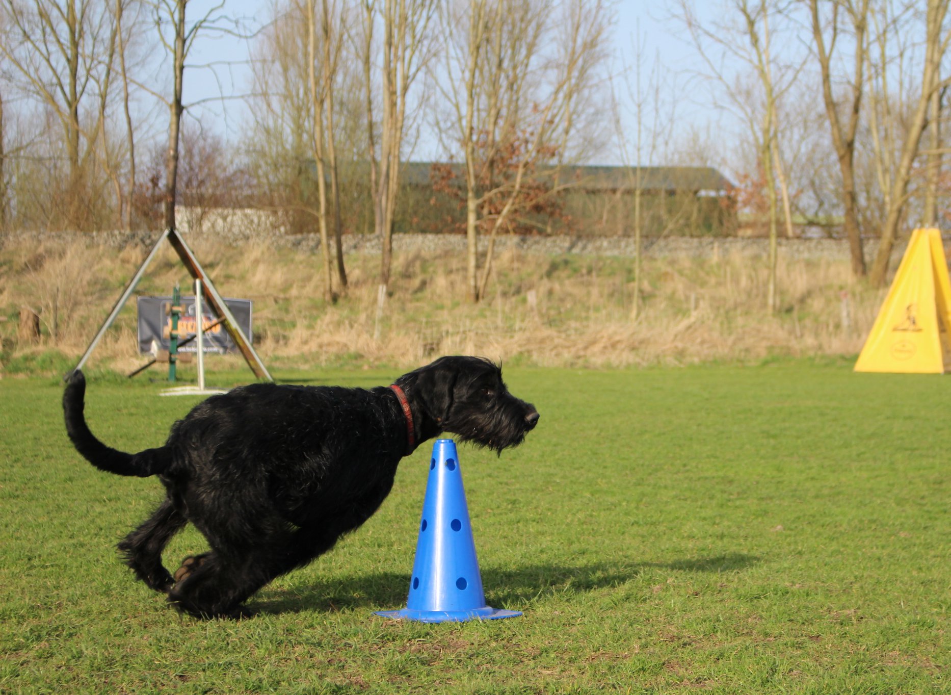Obedience Training 18 04 08 Riesenschnauzer schwarz Hanuta 8