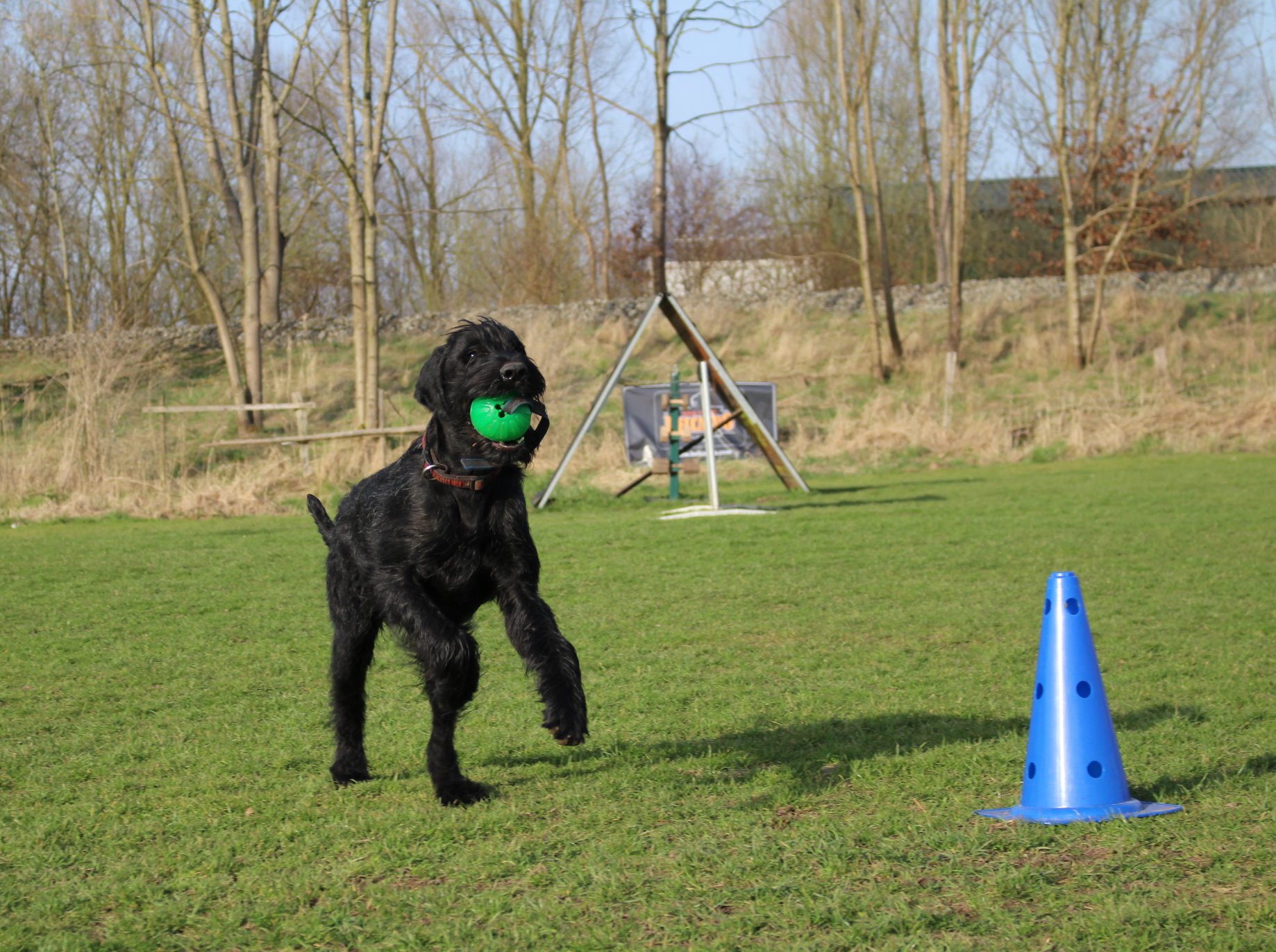 Obedience Training 18 04 08 Riesenschnauzer schwarz Hanuta 9