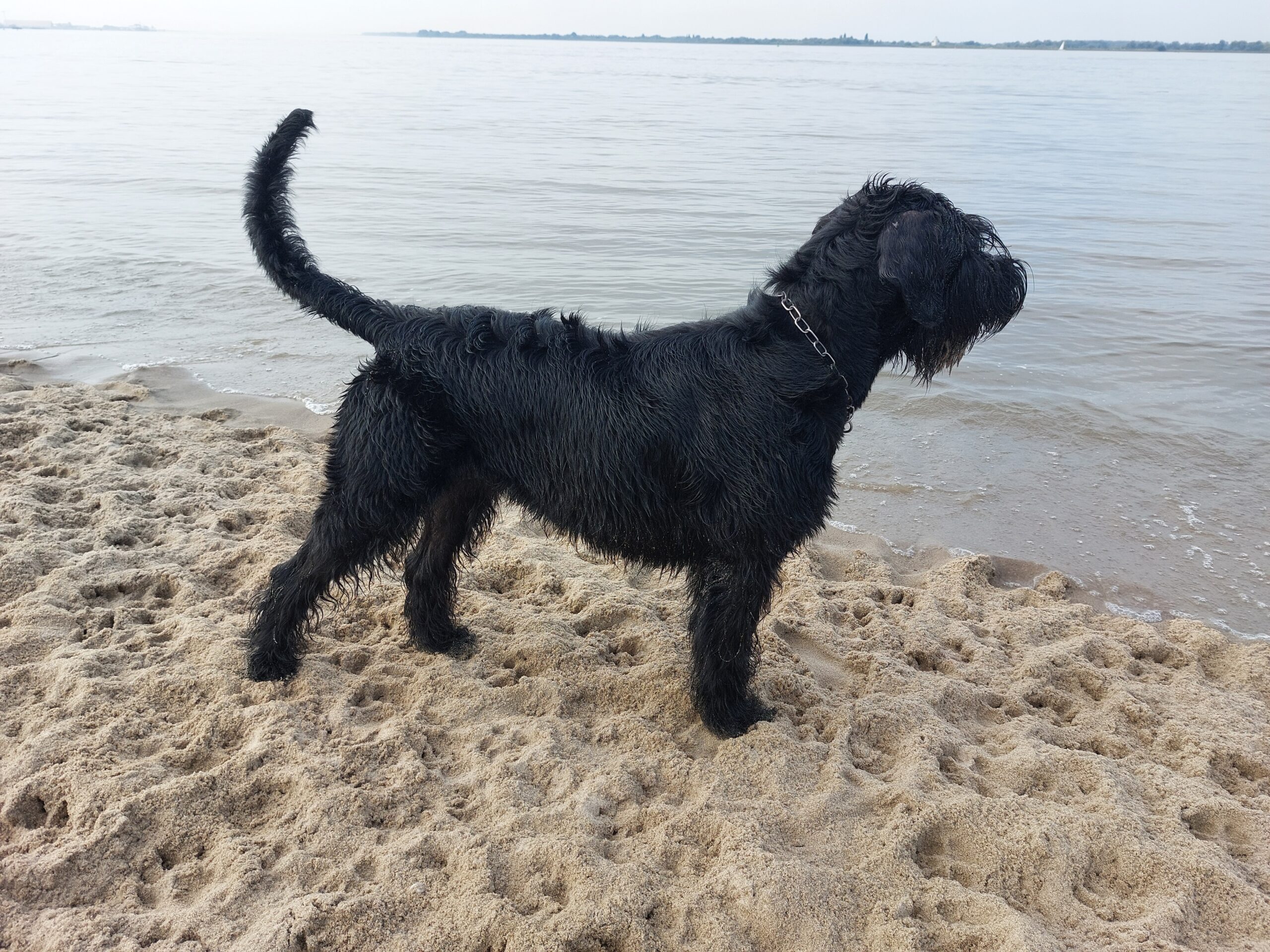 Oernie am Strand