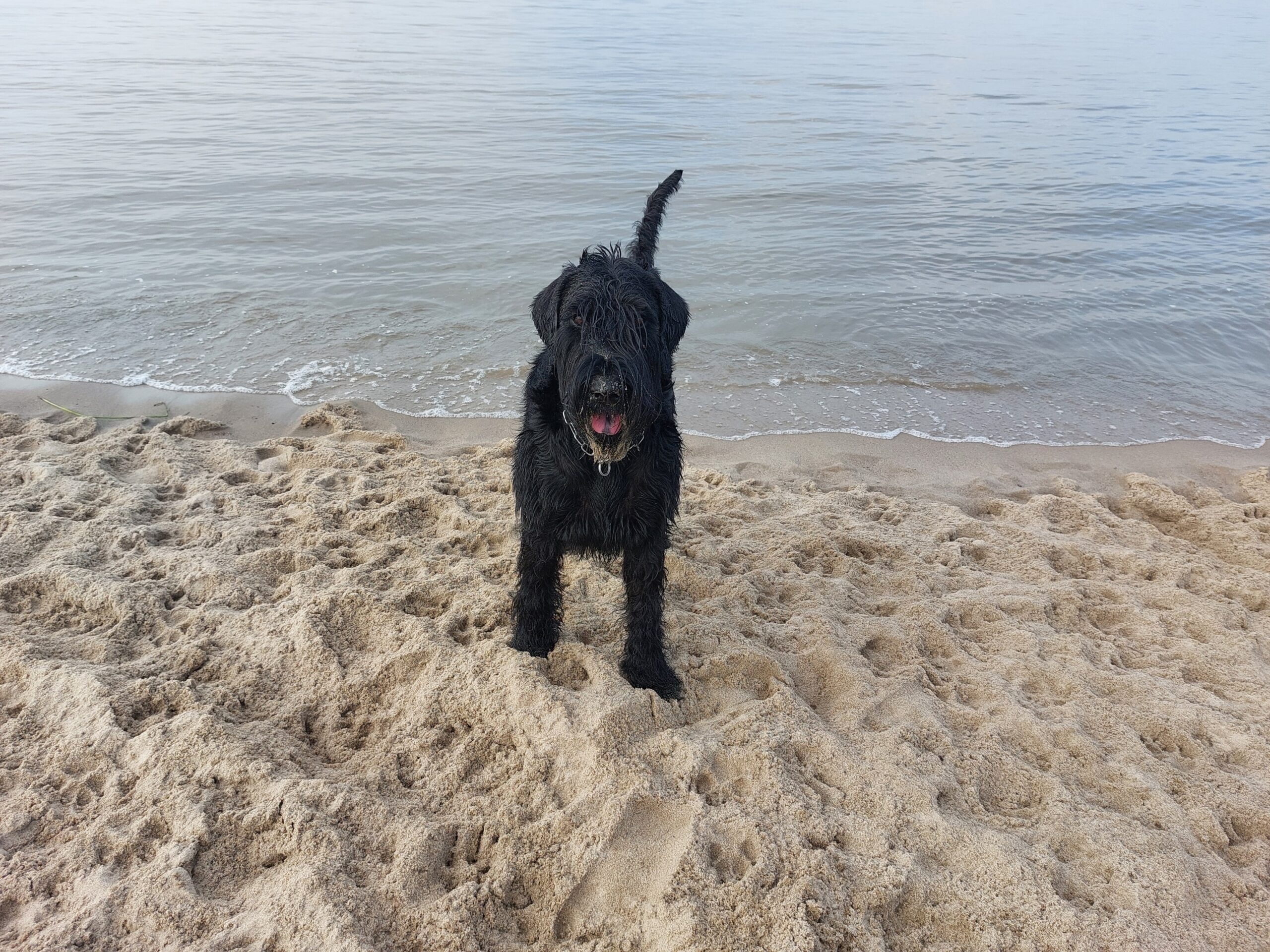 Oernie am Strand 2