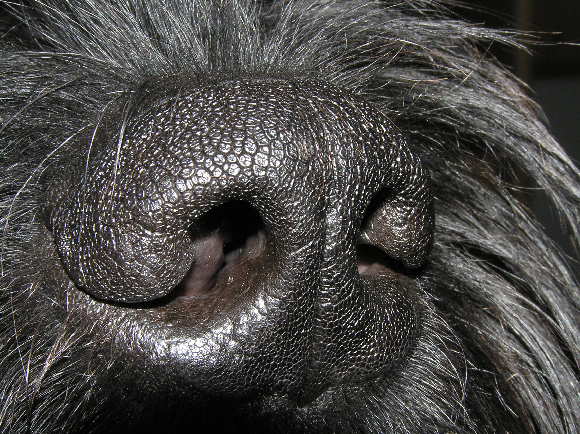 Riesenschnauzer Nase