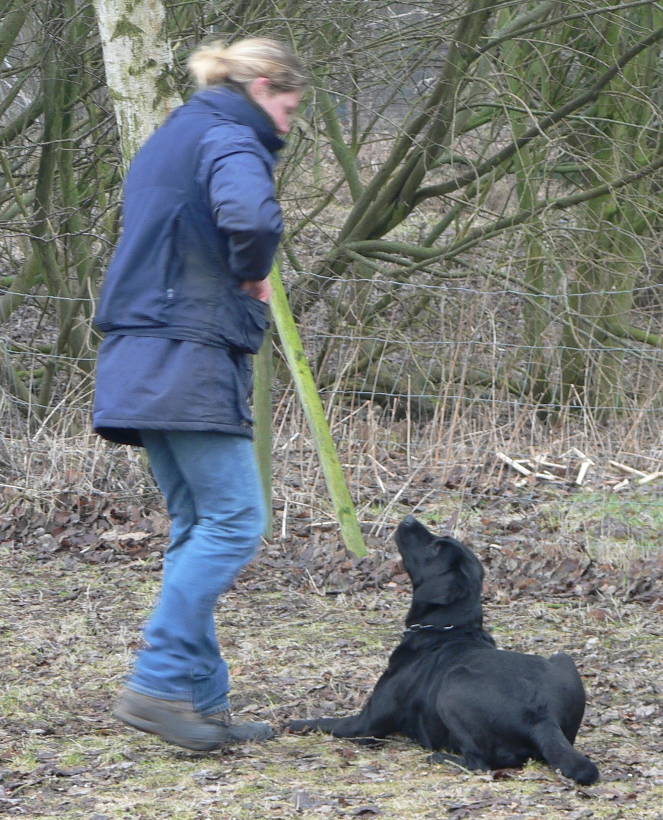 Stöberprüfung - Labrador Maggy