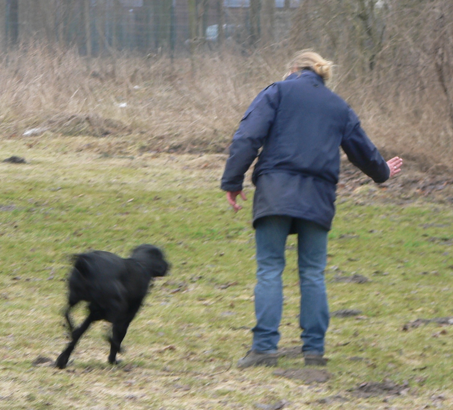 Stöberprüfung - Labrador Maggy