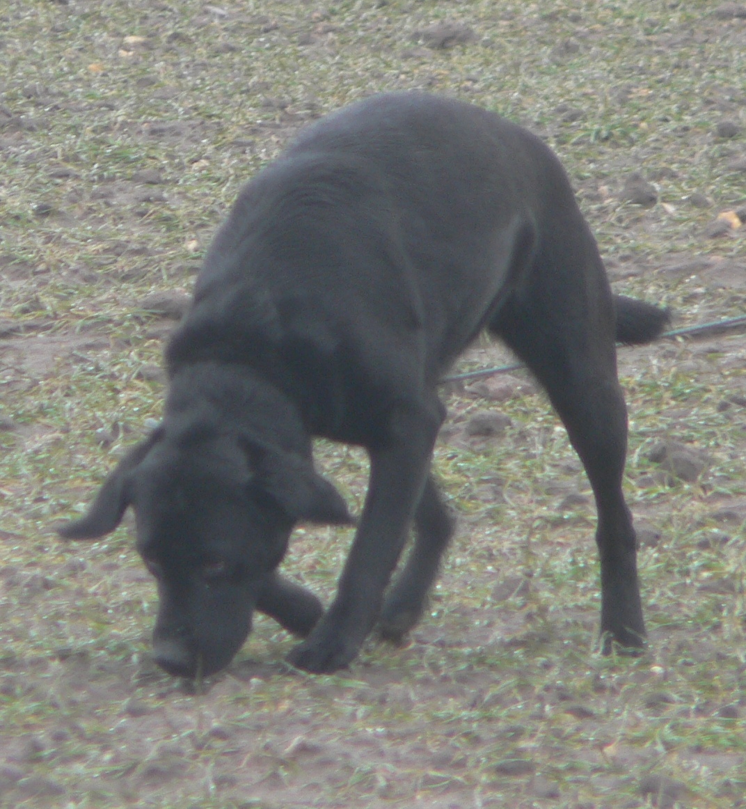 Labrador Maggy Fährte FH