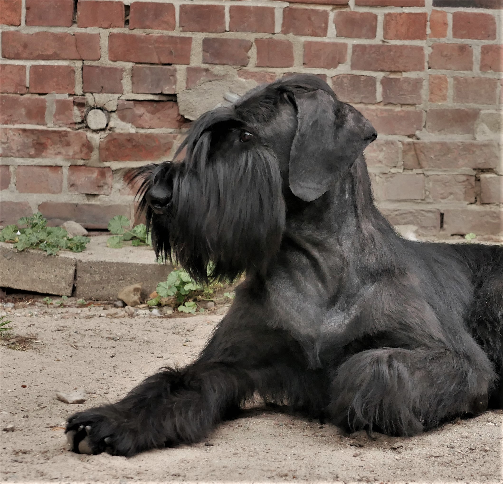 Riesenschnauzer Oernie