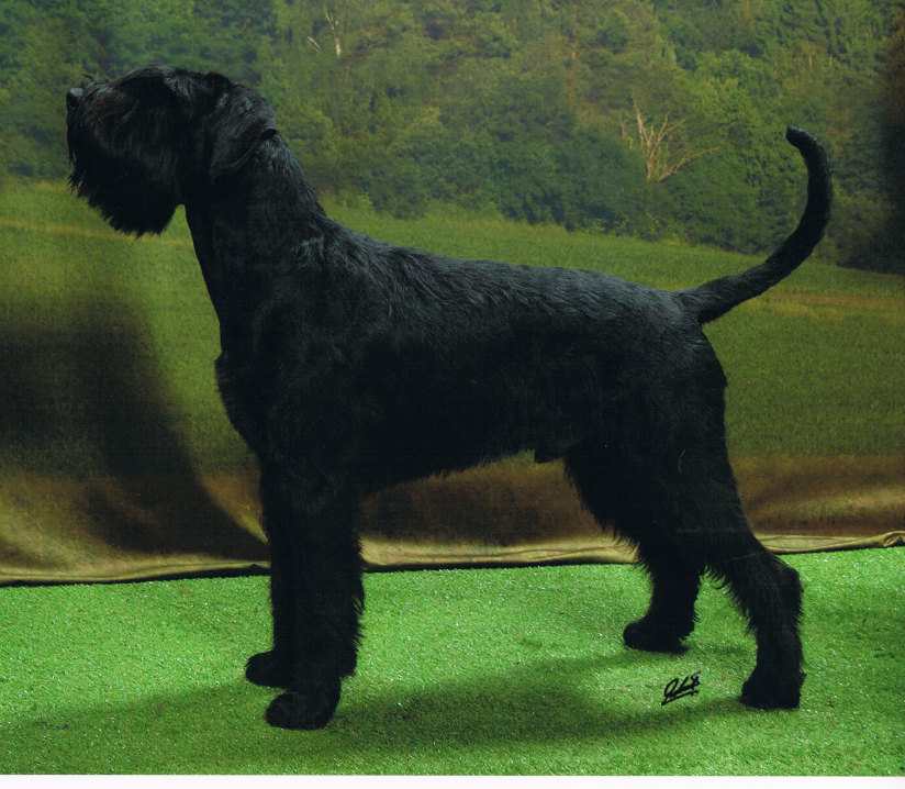 Patriot Porthos aus den Welzer Alpen Riesenschnauzer schwarz Deckrüde