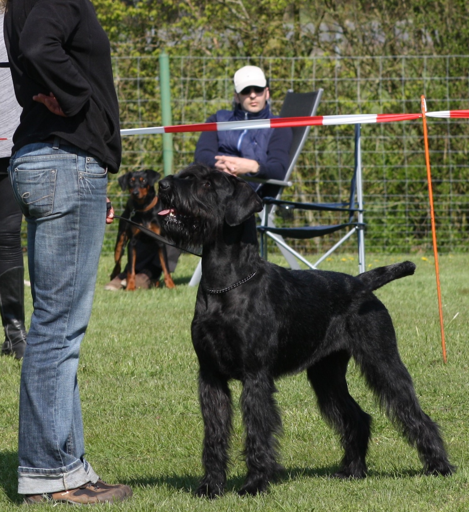 Riesenschnauzer Faizah vom Schwedenspeicher 16 2